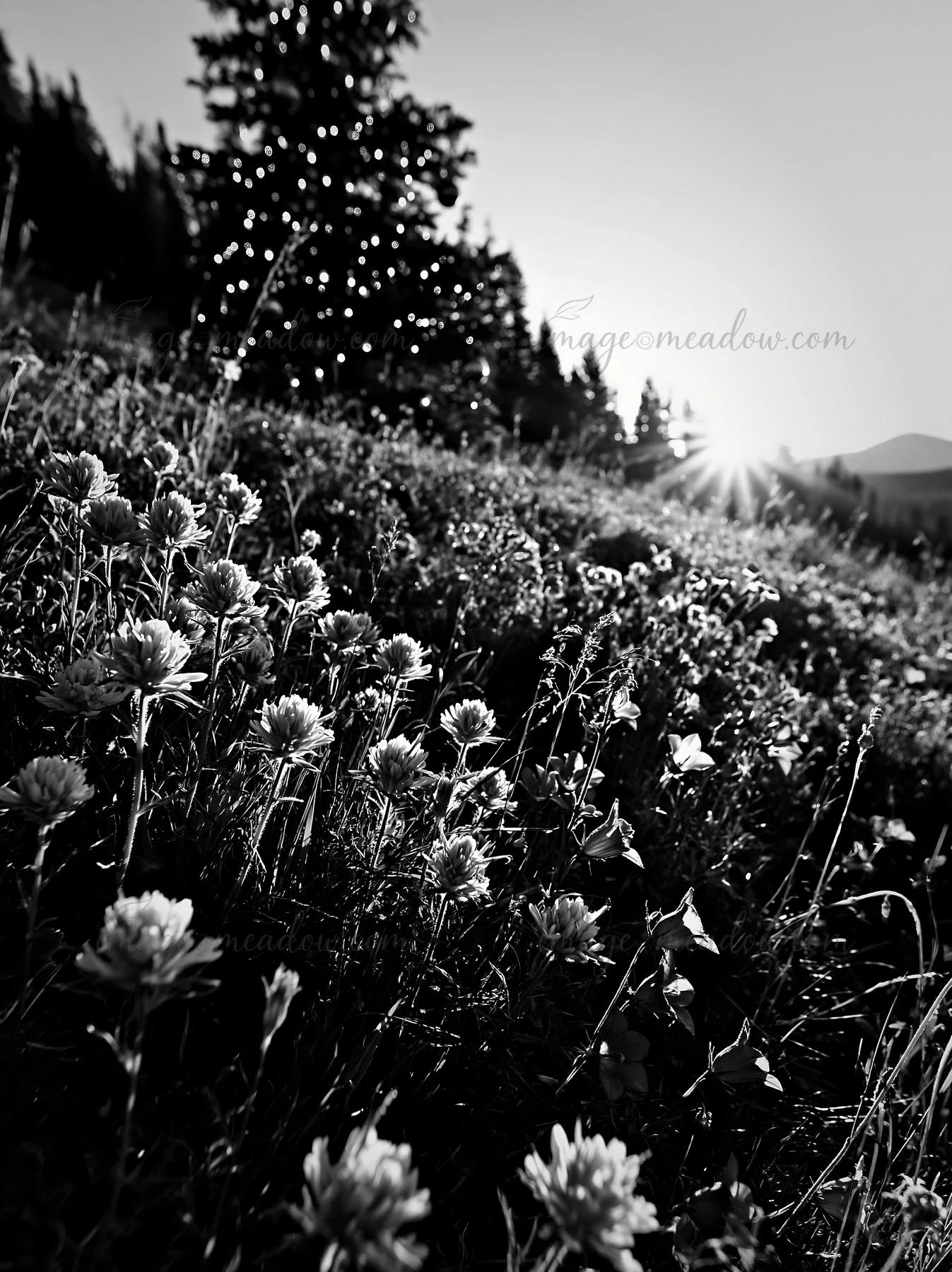 Christmas decorations are arranged beside a tree in a mountain valley meadow filled with wildflowers. The sun rises in the background, casting light over the sc