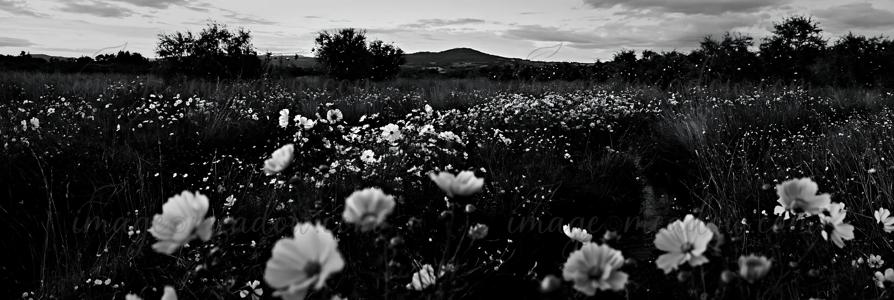 Strings of Christmas lights hang beside a gentle stream in a meadow at dusk. The fading light glimmers off the water while the surrounding grass and flowers cre