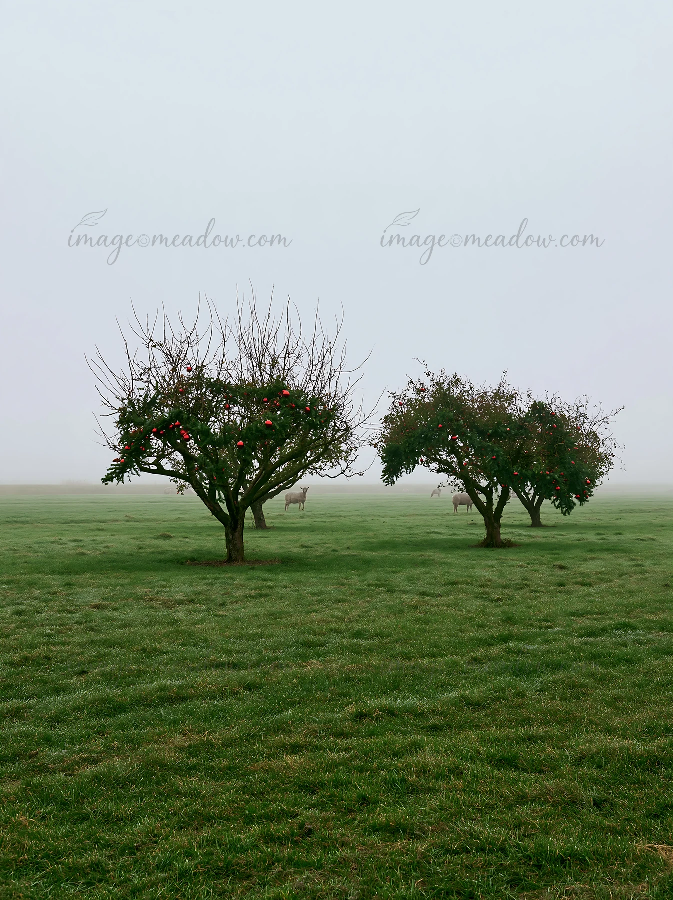 Two apple trees stand in a foggy meadow. The landscape features green grass and a misty atmosphere. The scene captures the essence of winter in a rural area, id