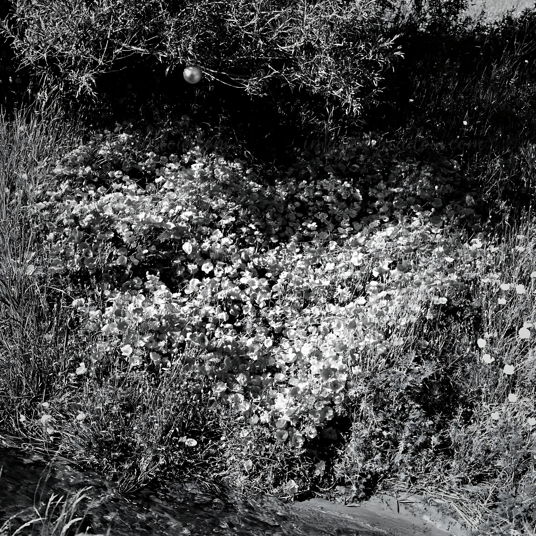 Christmas ornaments hang above a flowing stream surrounded by a meadow filled with various plants and flowers. This scene captures nature and holiday decor duri
