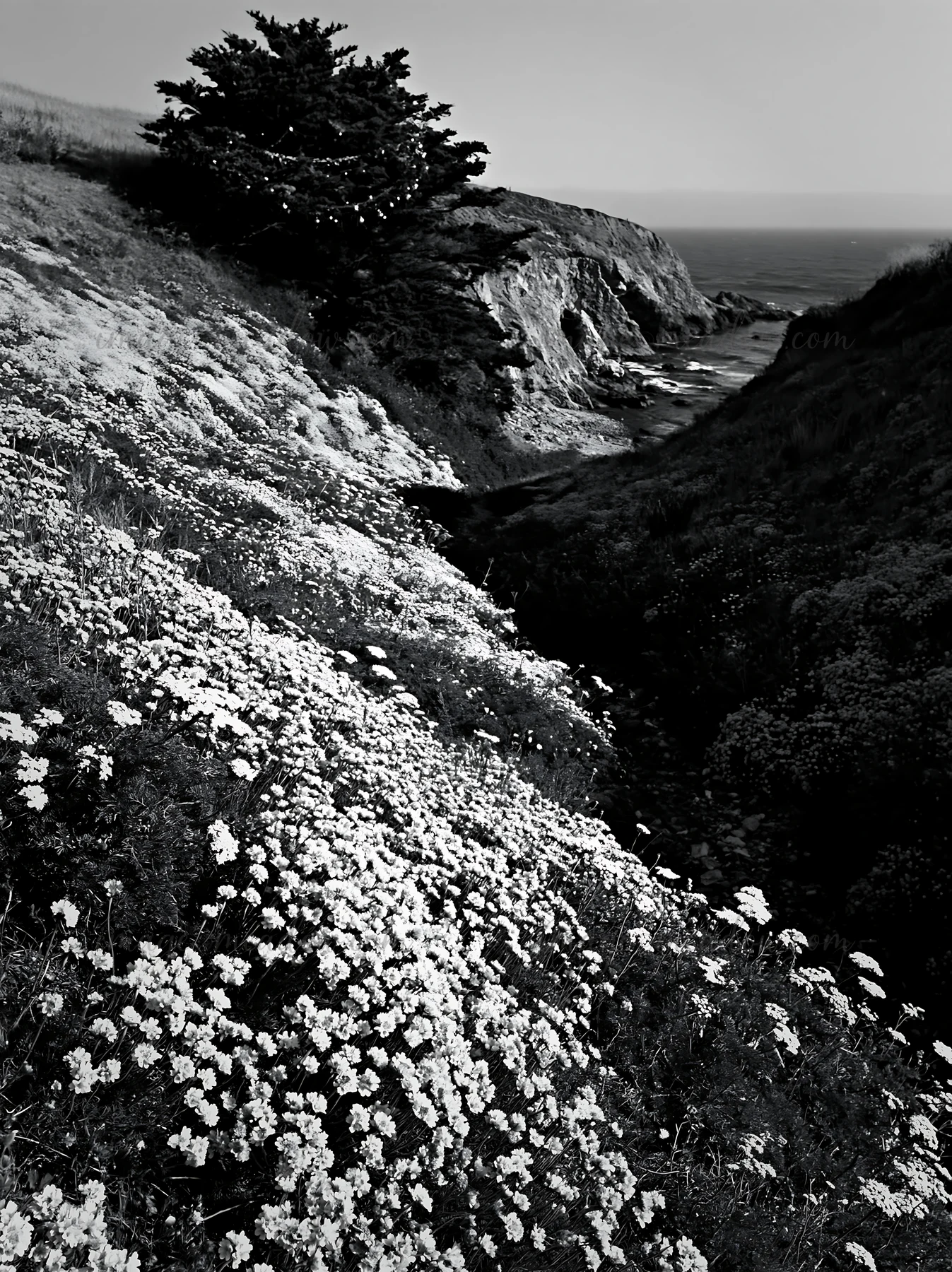 A Christmas tree stands above a stream flowing through a meadow filled with wildflowers. The landscape shows a rugged terrain with cliffs and ocean in the backg