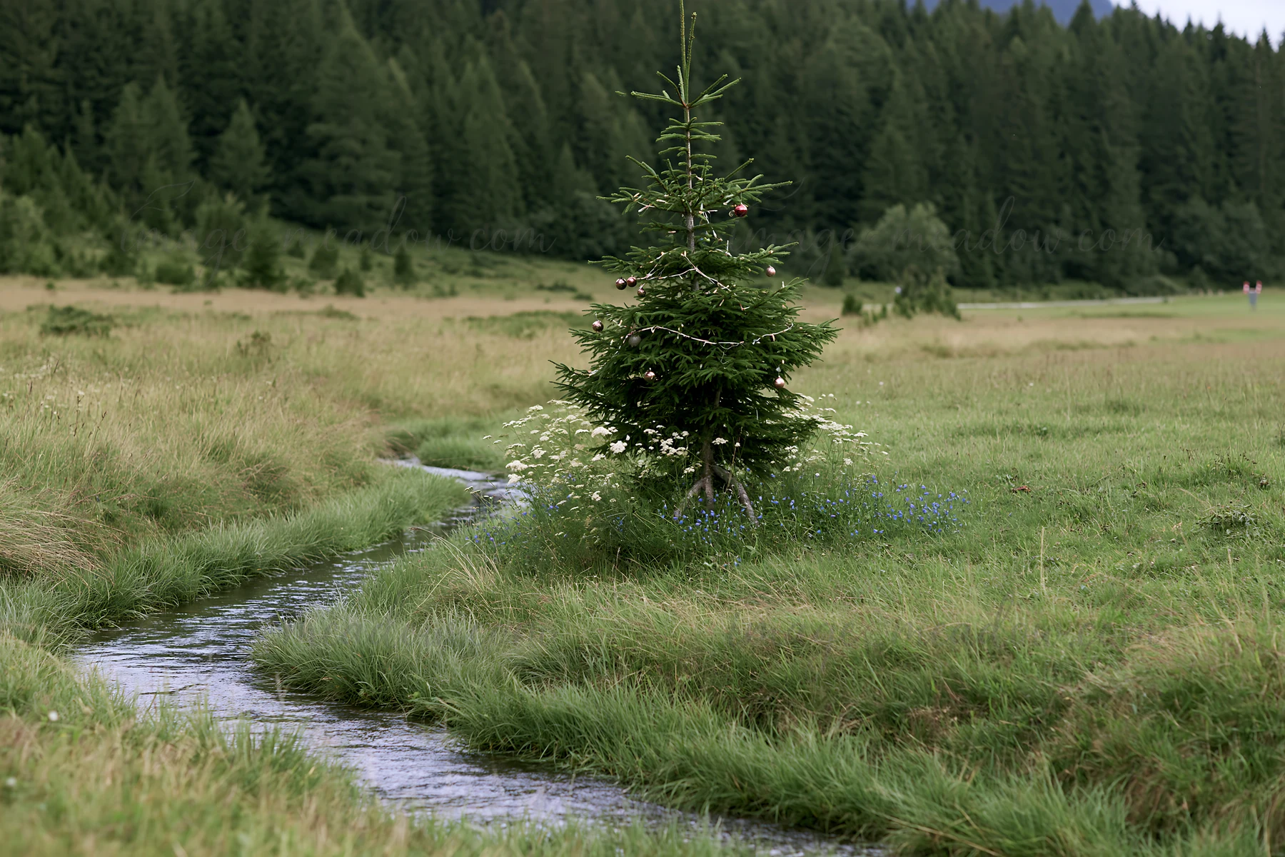 A Christmas tree stands beside a stream flowing through a grassy meadow. The area is surrounded by green trees and wildflowers. Water reflects the natural scene
