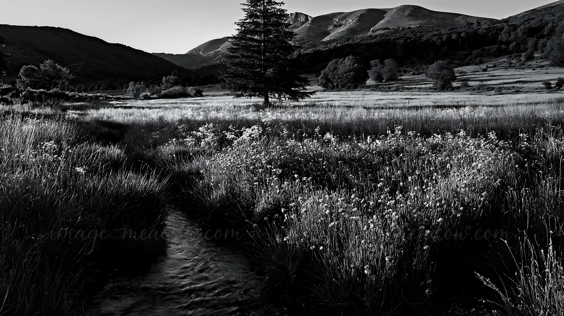 A Christmas tree stands near a flowing stream in a meadow. The scene features rolling hills covered in grass and wildflowers. The setting captures nature's beau