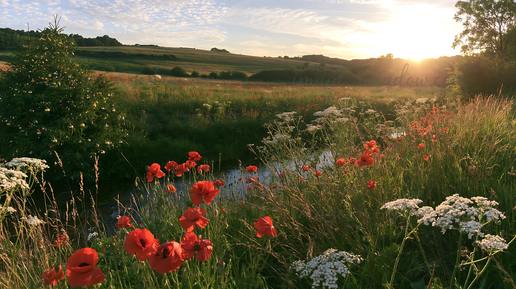 A Christmas tree stands beside a stream in a meadow during sunset. The sky shows warm colors as the sun sets in the background. Flowers and grasses surround the
