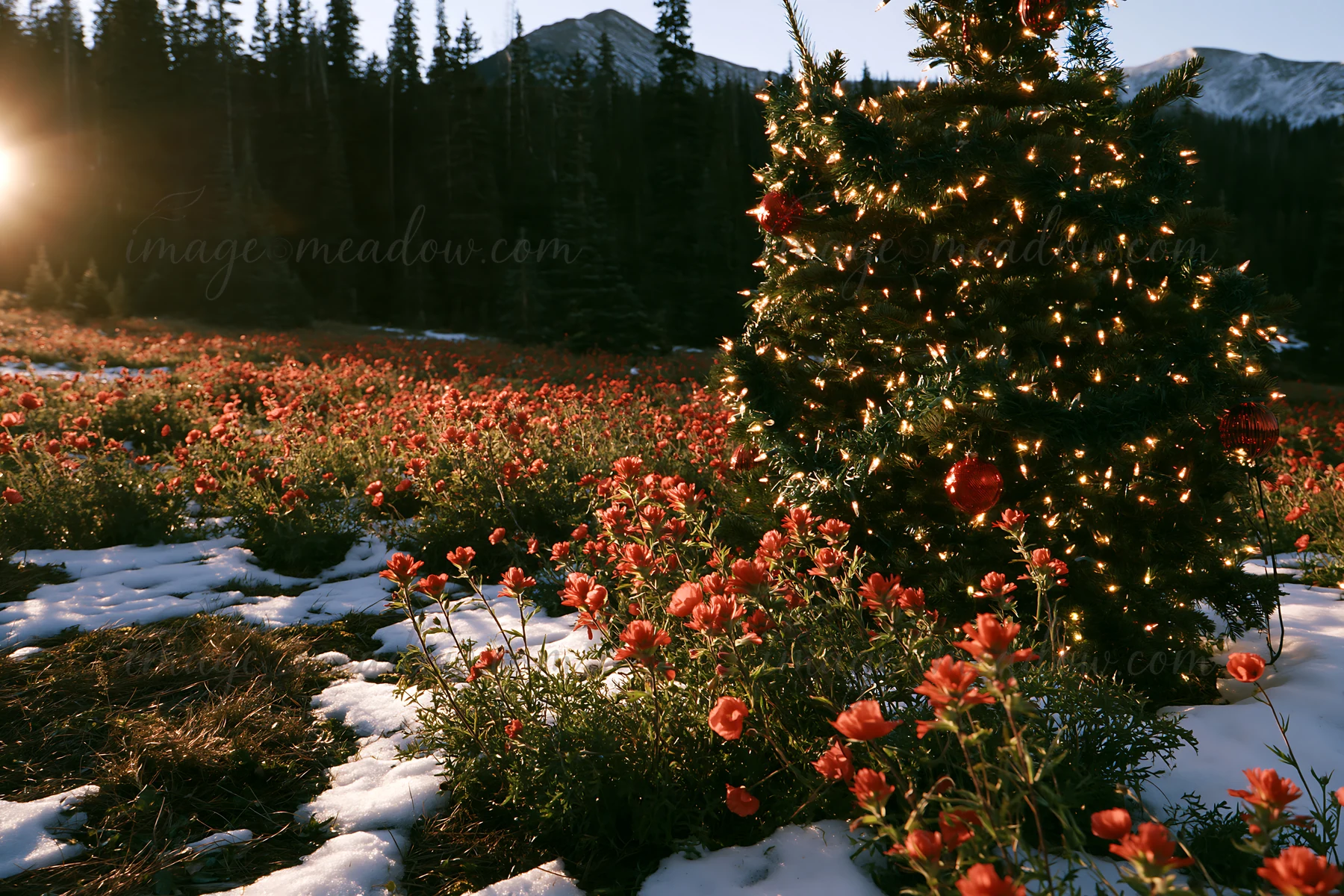 A Christmas tree stands in a deep mountain meadow, surrounded by snow and flowers. The scene captures the contrast of festive lights against the winter landscap