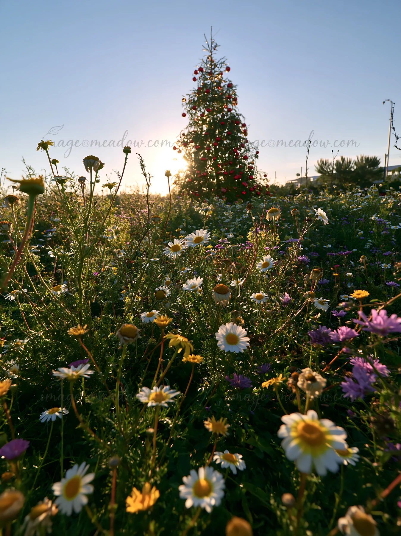 A Christmas tree stands in a meadow filled with colorful flowers under a bright sky. The sun sets in the background, creating a warm glow around the scene.