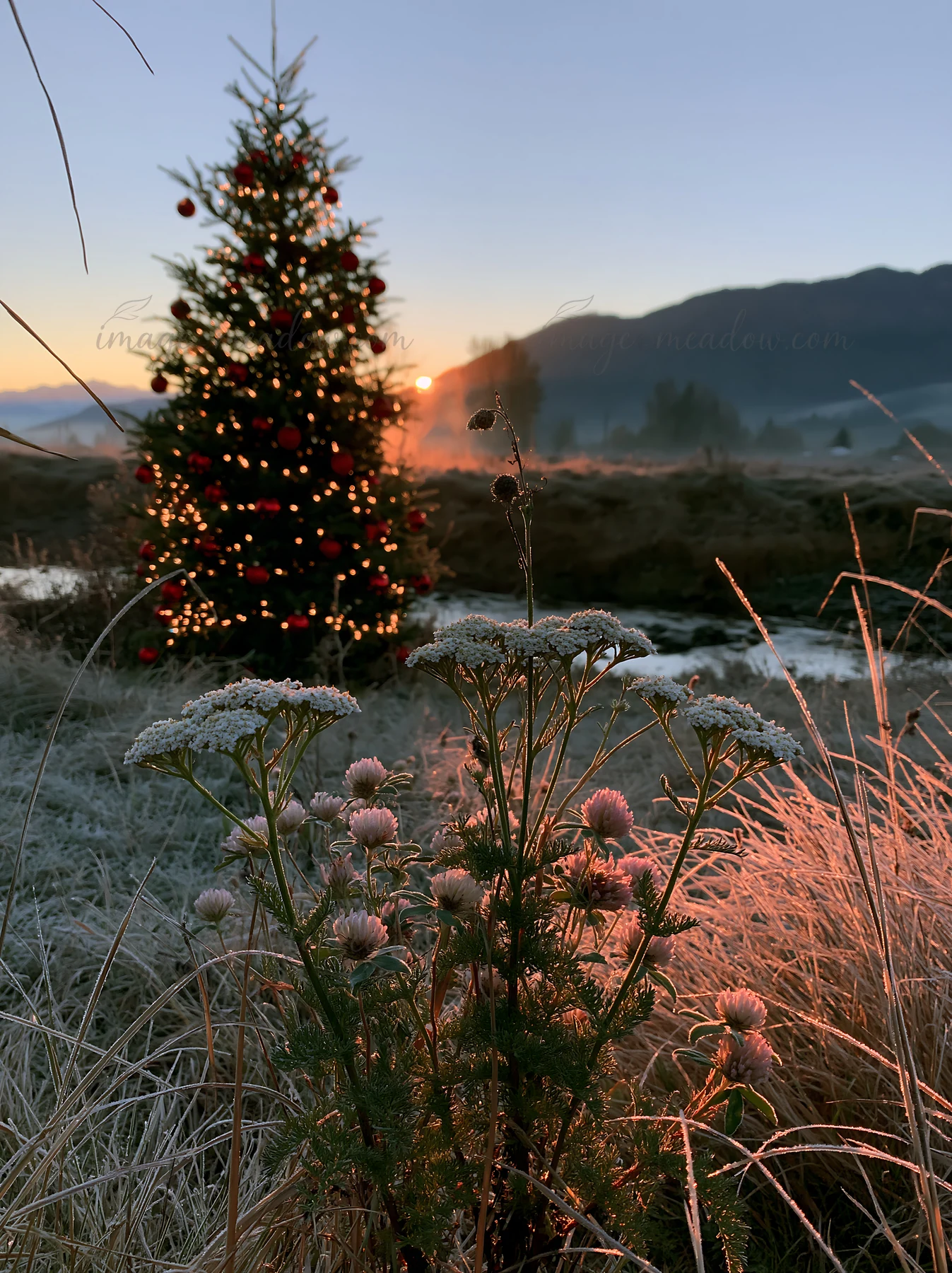 A Christmas tree with lights stands beside a stream in a meadow during sunset. Grass and wildflowers grow in the foreground. The sky shows colors of dusk as the