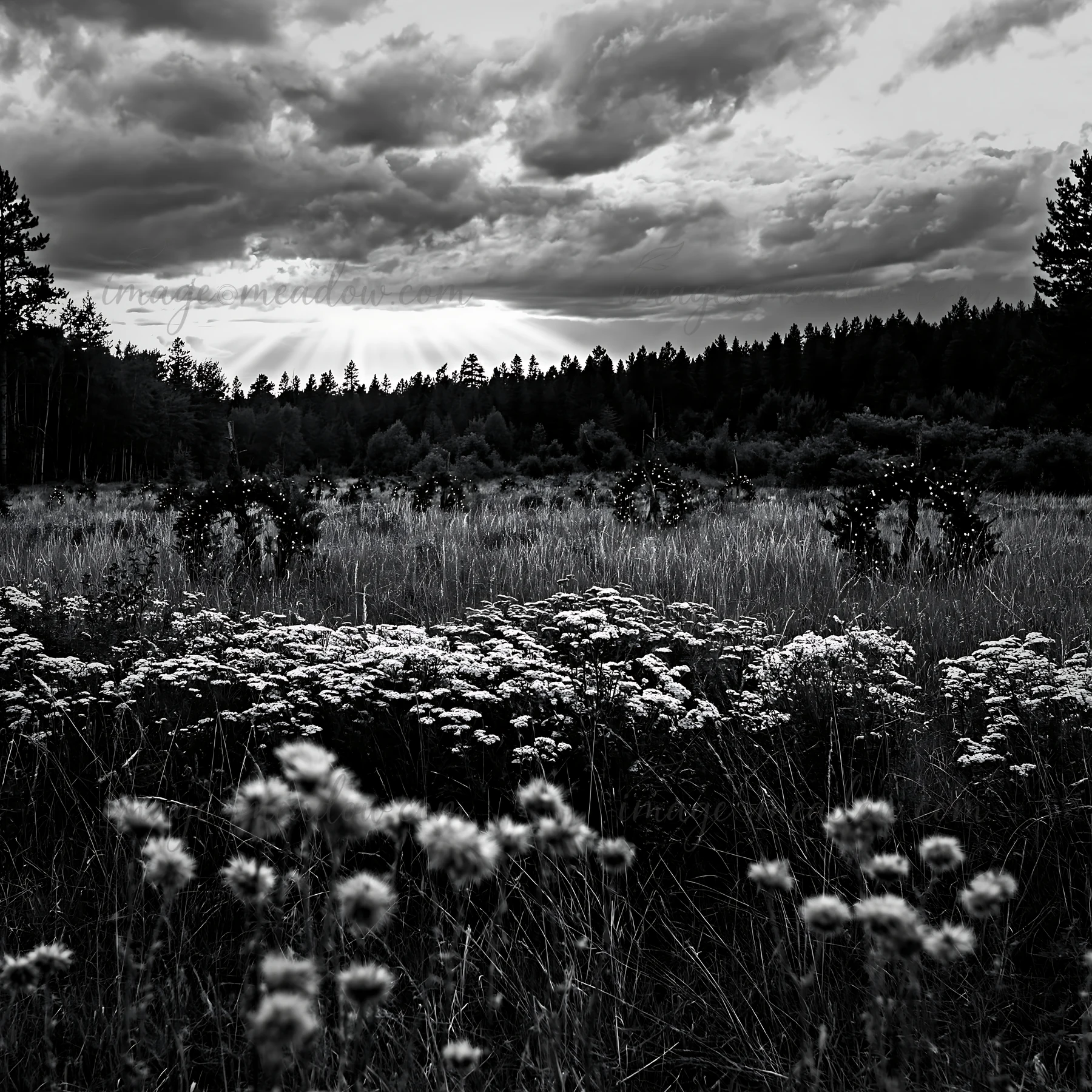 Christmas wreaths are placed in a meadow filled with wildflowers. Dark clouds loom overhead, while sunlight breaks through, creating a dramatic atmosphere in th