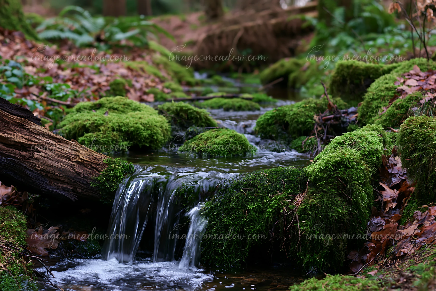 Clear water flows down a forest brook with a miniature waterfall that tumbles over moss-covered rocks.