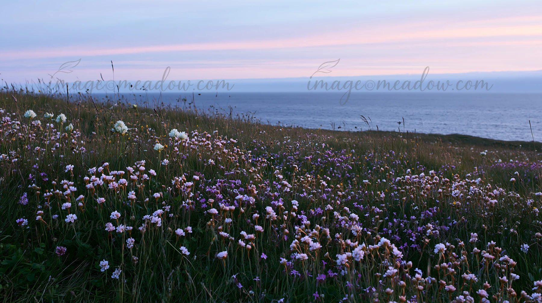 A clifftop meadow features various flowers blooming beside the ocean. The sun sets, casting soft hues in the sky and reflecting on the water in the background.