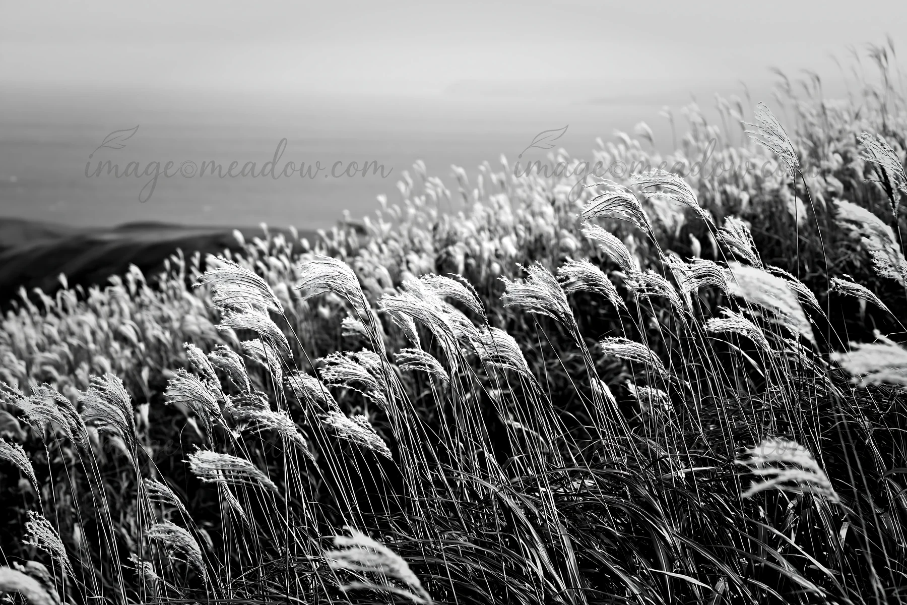 The scene shows Hokkaido silver grass seedheads swaying in the wind on a hillside, their soft forms contrasting with the distant ocean. The atmosphere reflects