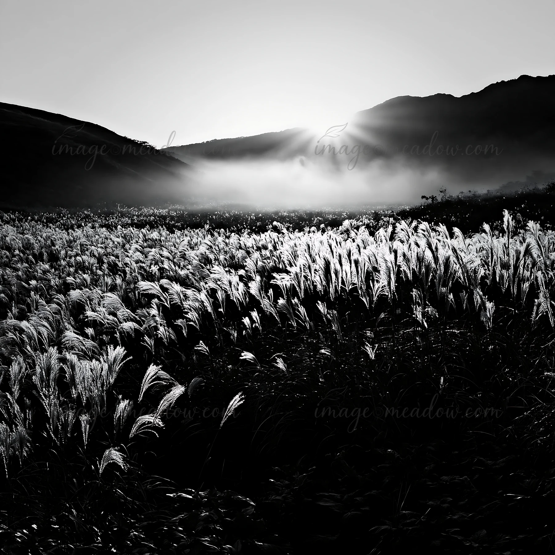 The sun rises over a silver grass meadow in Hokkaido, casting a soft light on the grass seedheads. The landscape shows rolling hills and a misty background, cap