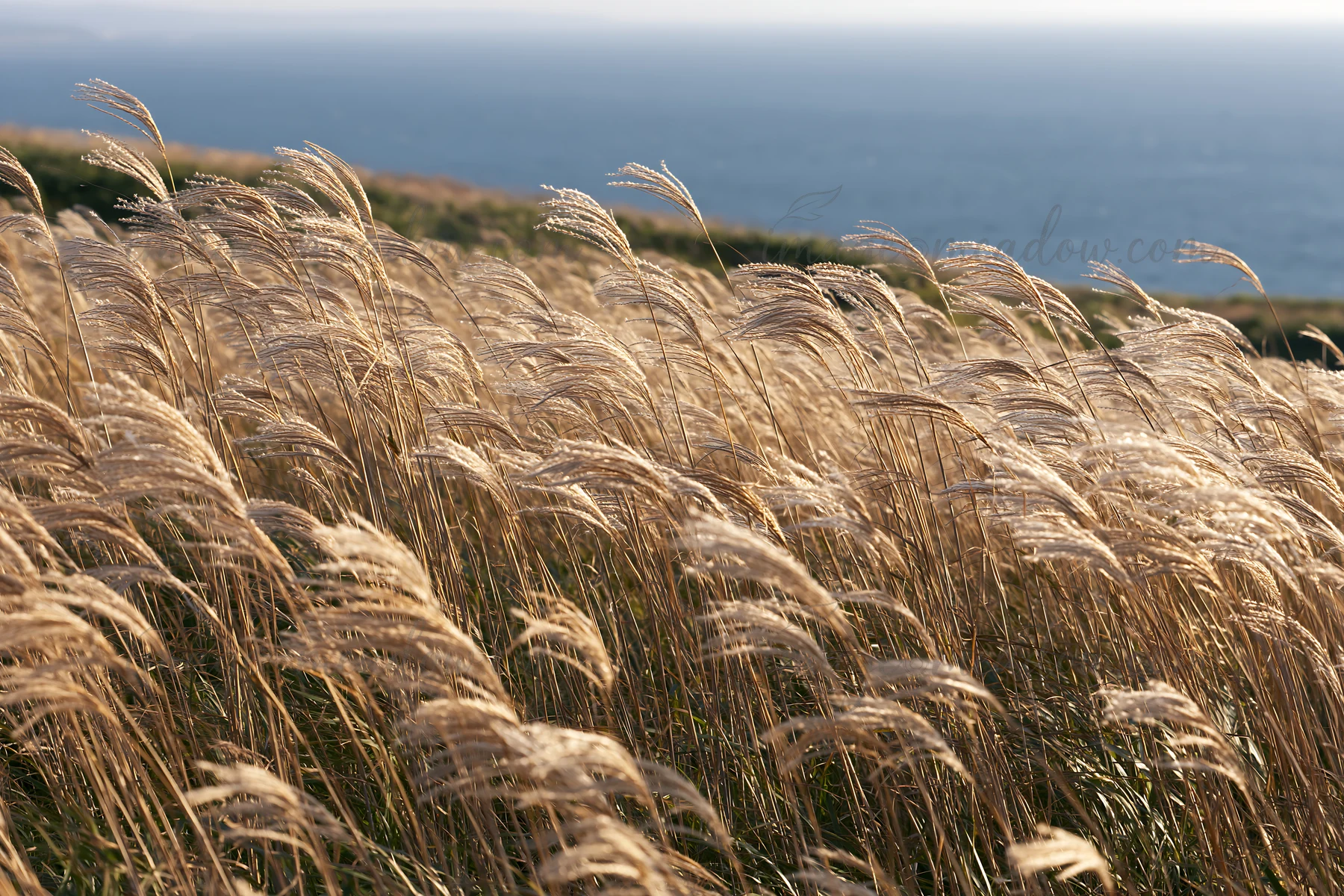 Silver grass seedheads grow in a meadow near the coast of Hokkaido. The sunlight creates a warm glow, with a view of the ocean in the background.