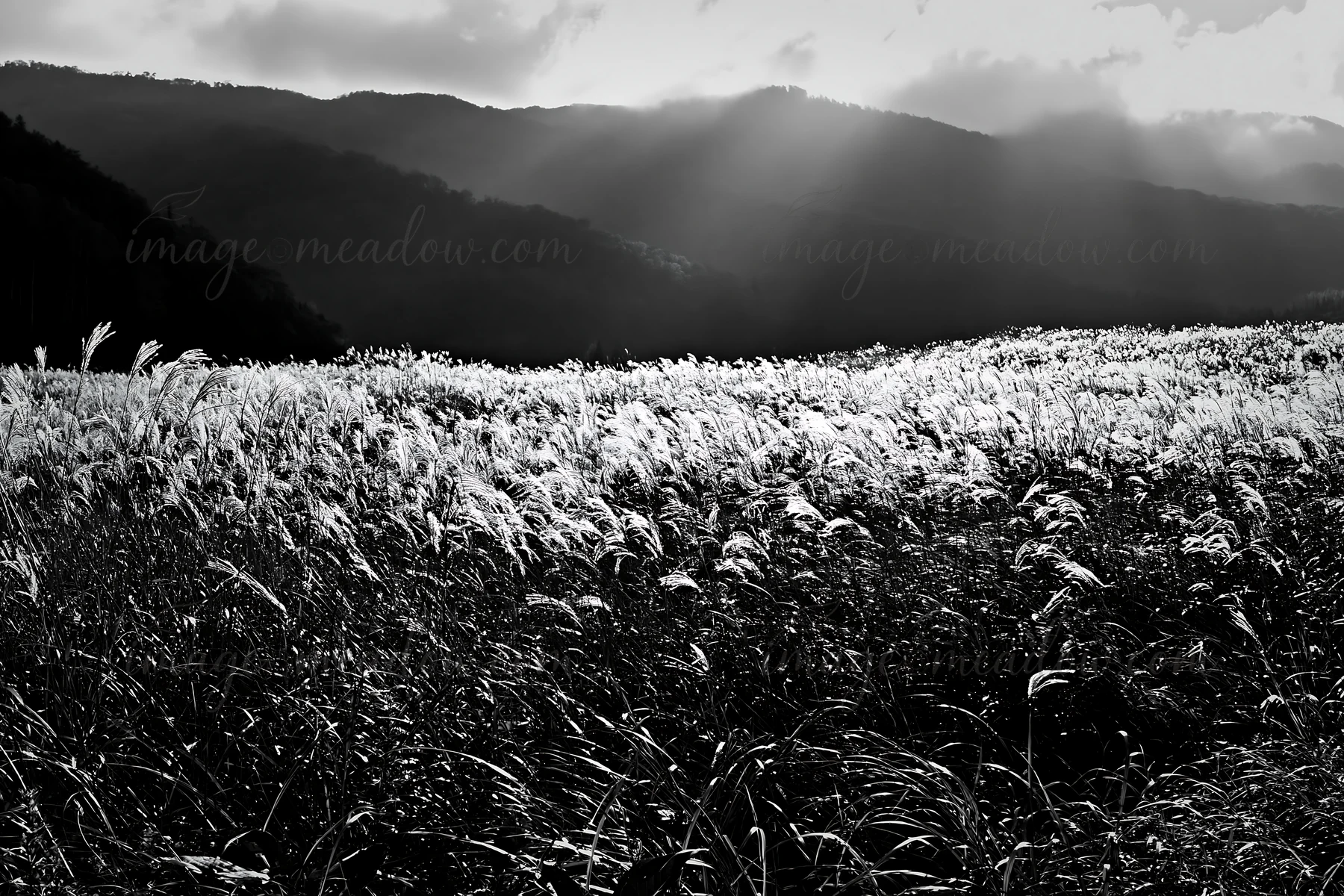 Seedheads of silver grass sway in a meadow in Hokkaido. Mountains rise in the background under a cloudy sky. Light breaks through the clouds, illuminating the l