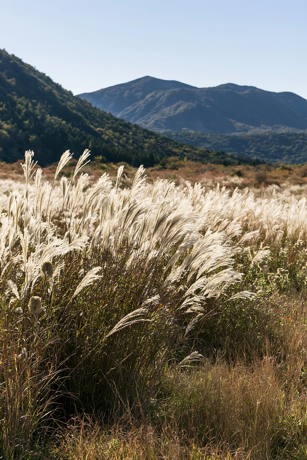 Tall grass fills the meadow with mountains in the background. The scene shows a clear sky and bright sunlight over the landscape. The meadow suggests an area th