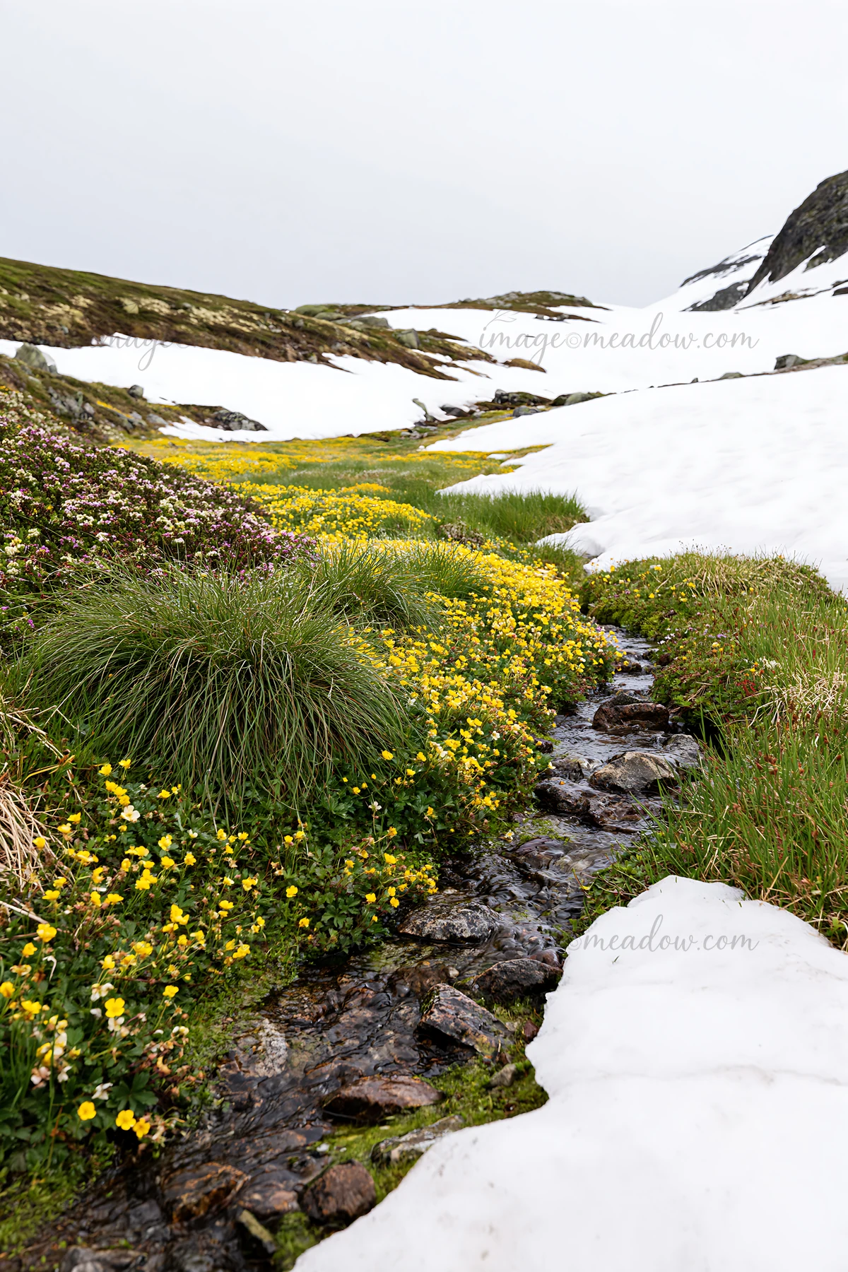 A stream flows through a meadow filled with yellow wildflowers near melting snow. The landscape shows signs of climate resilience, highlighting greenery amid pa