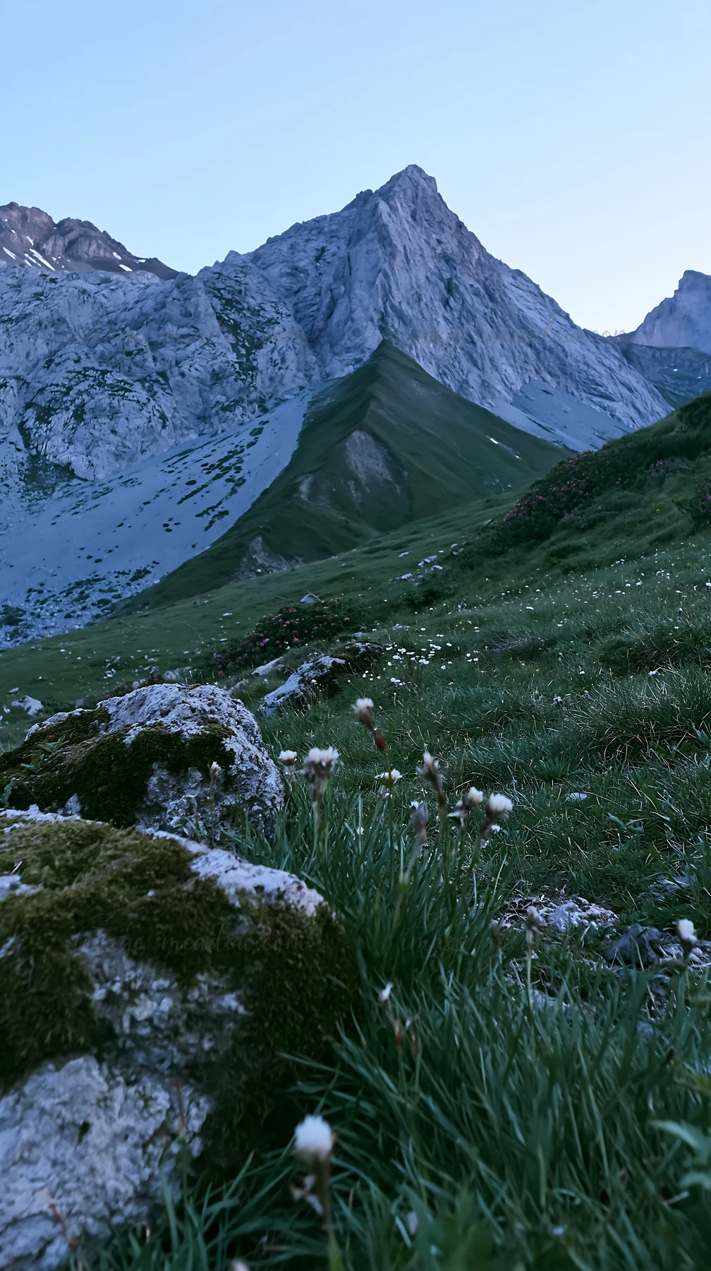 A green meadow filled with small flowers and rocky terrain is surrounded by large mountains. The setting shows a natural landscape, indicating a healthy ecosyst