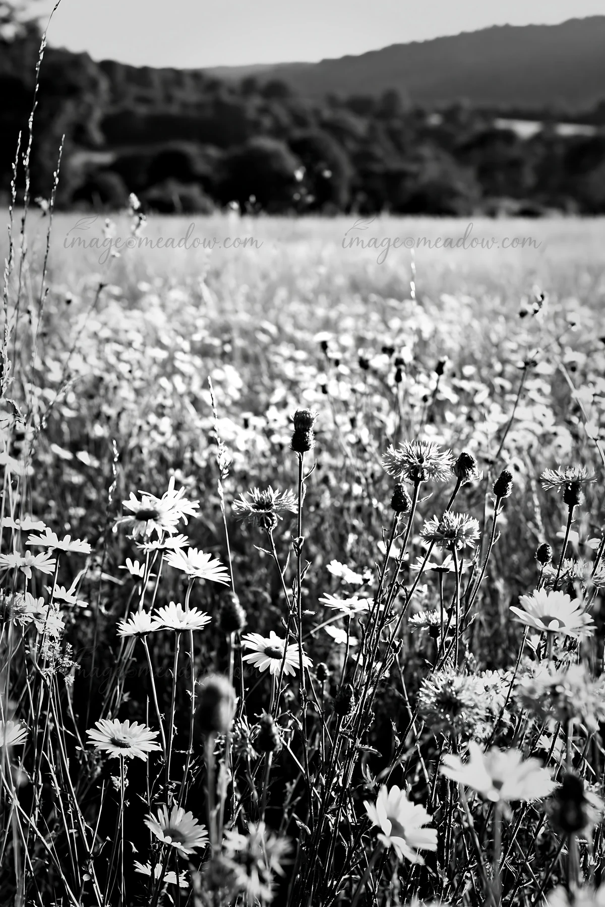 Wildflowers bloom in a meadow, showing a variety of plants and flowers. This scene captures the beauty of nature in a sunlit field, surrounded by hills in the b
