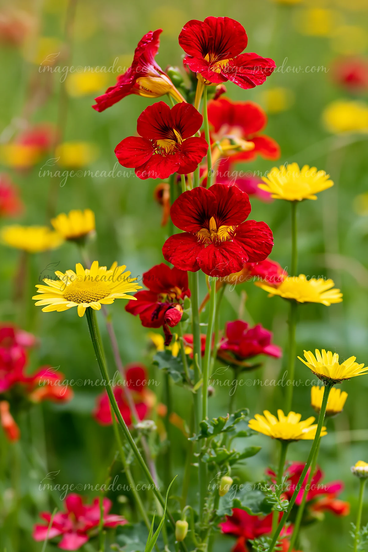 Close-up red and yellow blossoms highlight a vibrant meadow.