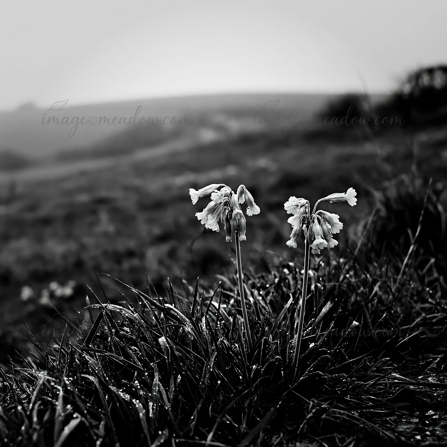 In a cloudy chalk meadow, wildflowers stand among wet grass. The landscape shows rolling hills in the background. The scene captures a moment of nature showing