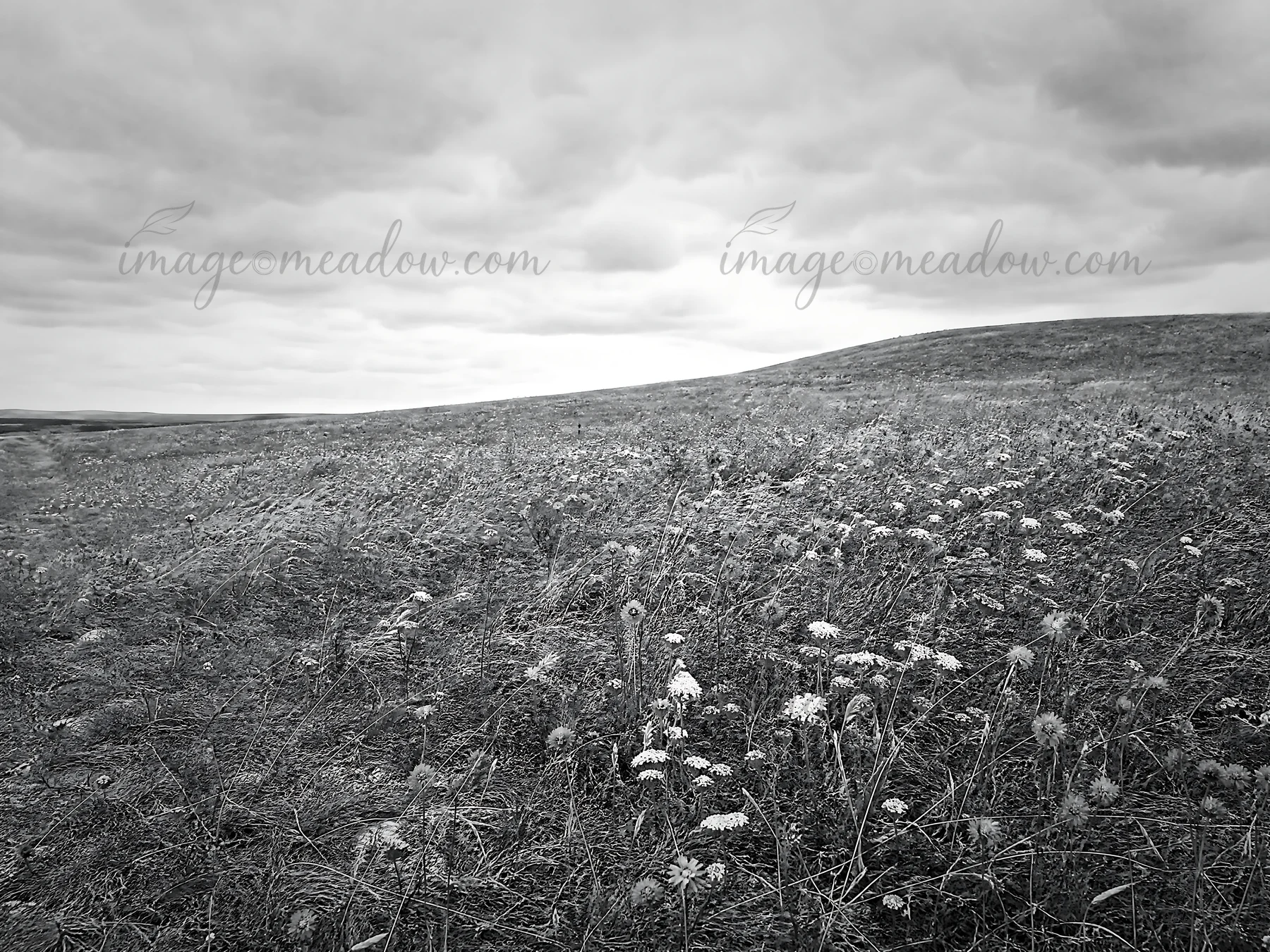 A dry flower meadow stretches across the landscape, with various flowers visible in the foreground. The sky is covered with thick clouds, creating a gray atmosp