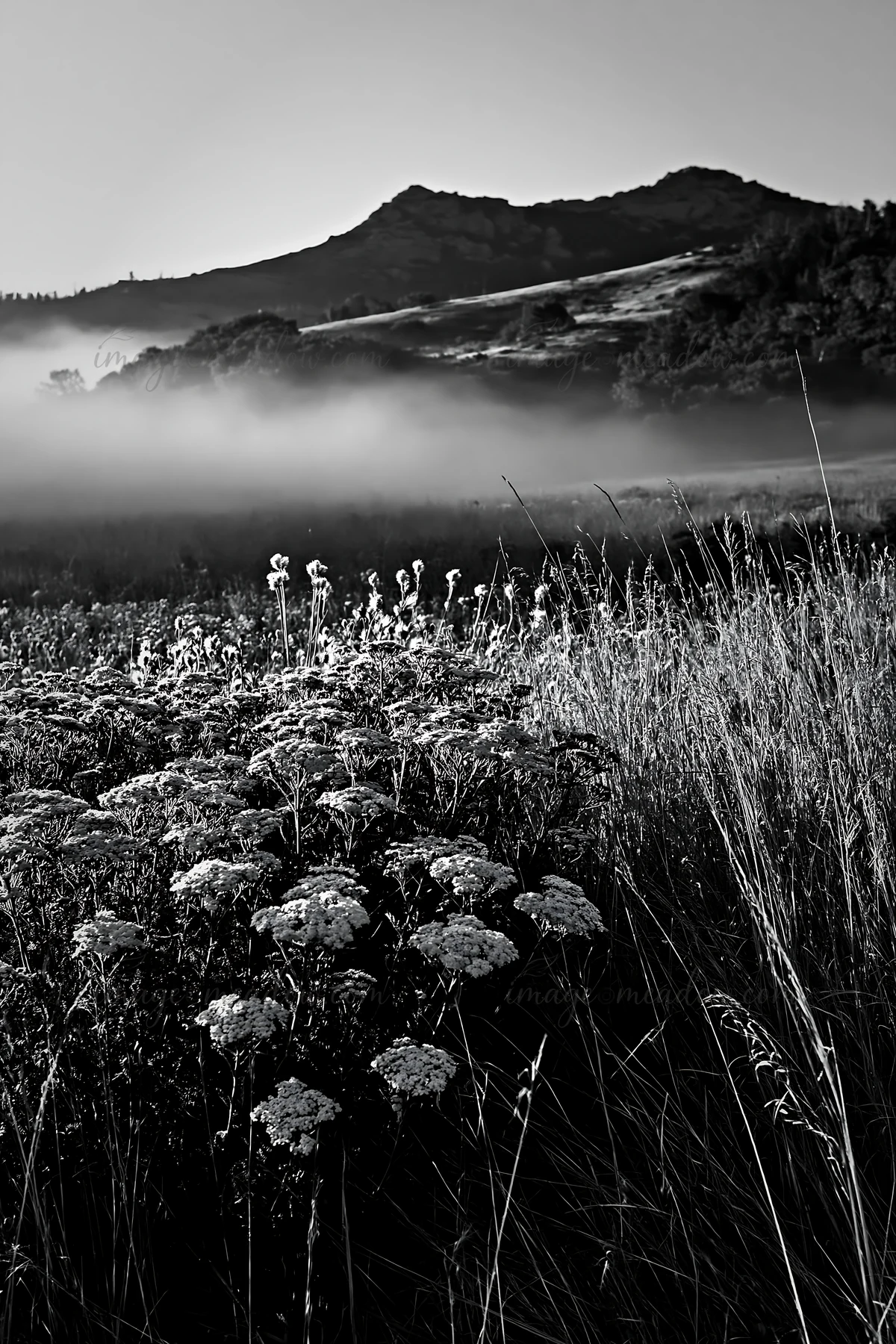 A meadow in the foothills features white flowers with mist hovering over the grassy area. Trees and hills rise in the background under a cloudy sky, creating a