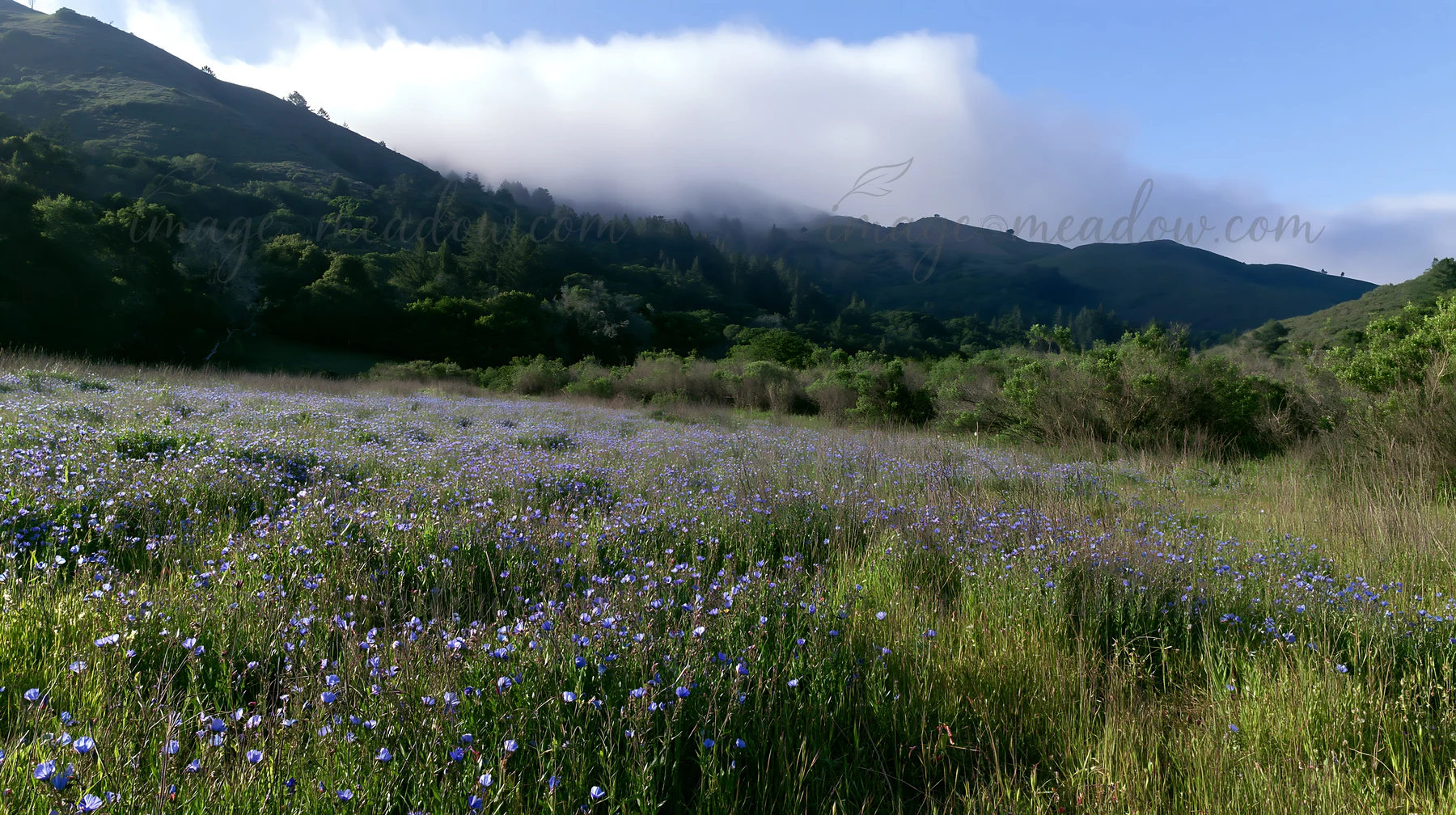 A meadow filled with wildflowers stretches across the foothills. Low clouds drift over the mountain in the background. The scene captures nature's beauty on a c