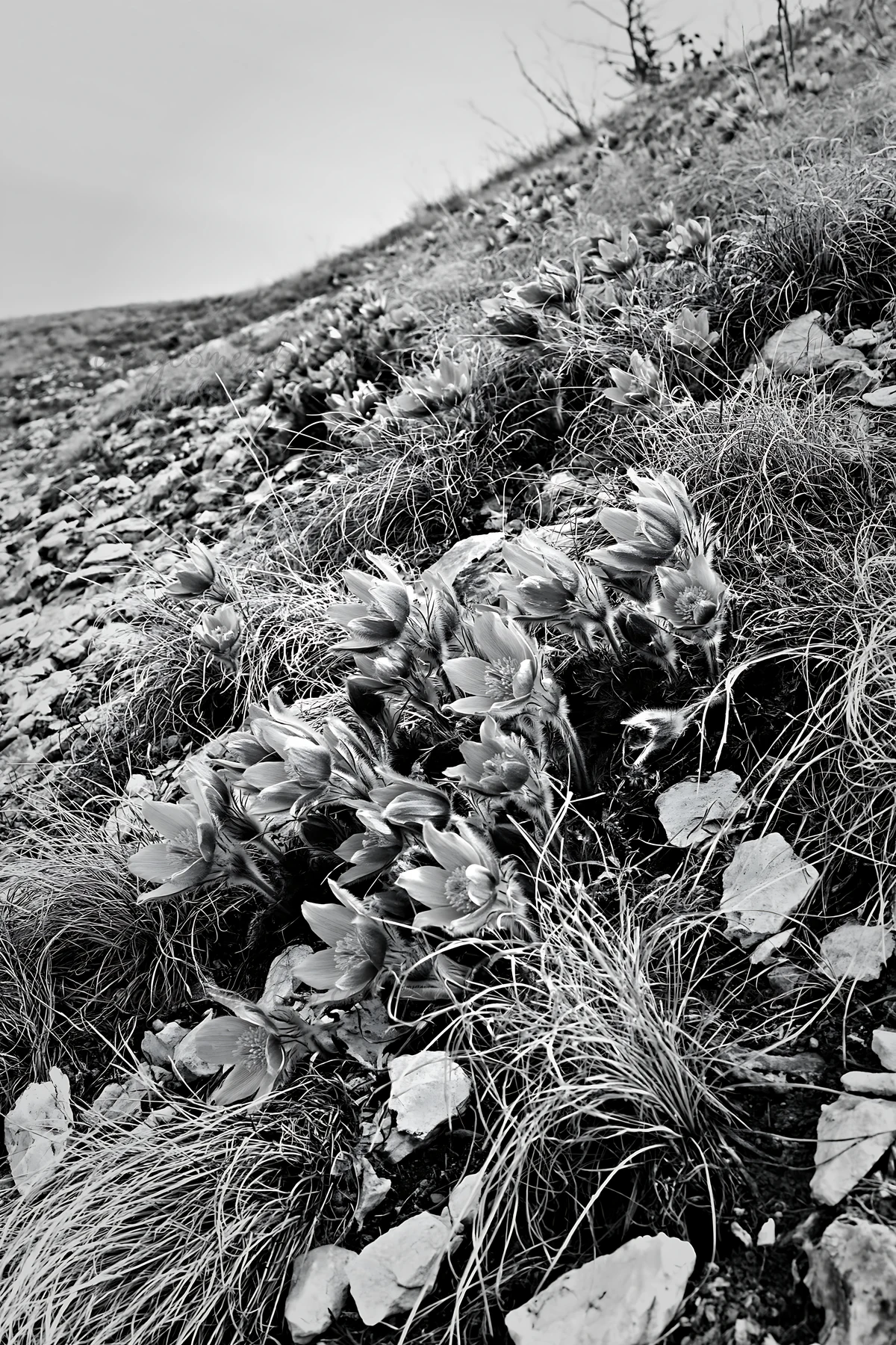 Pasque flowers grow on a hillside among grass and stones. The scene is cloudy, capturing the natural landscape where the flowers bloom. This setting highlights