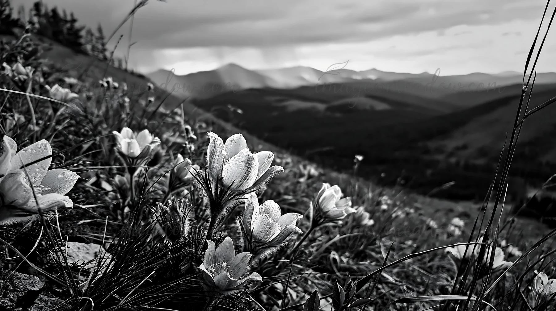 A field of pasque flowers grows on a limestone slope. The sky is cloudy, and mountains are visible in the background. The scene captures the natural beauty of t