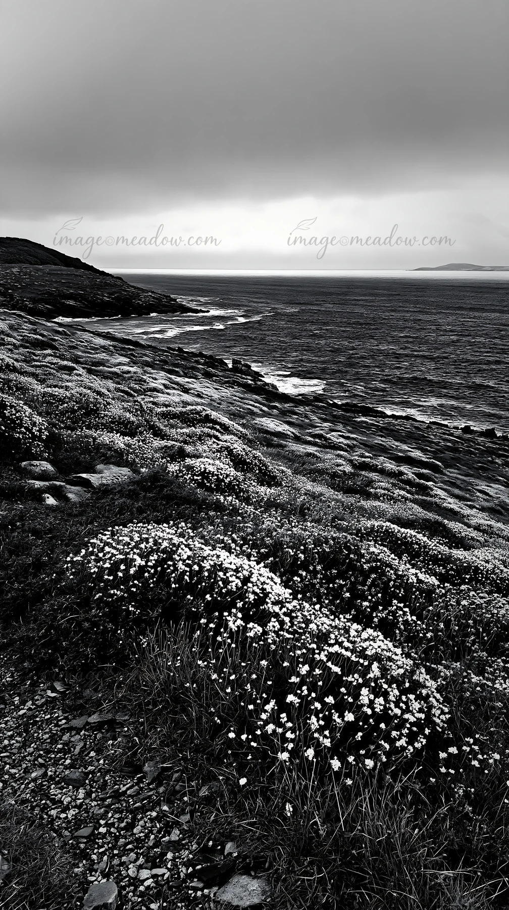 A rocky coastal area features a meadow filled with rockrose flowers. The scene is set against a cloudy sky with distant hills visible across the water. This loc