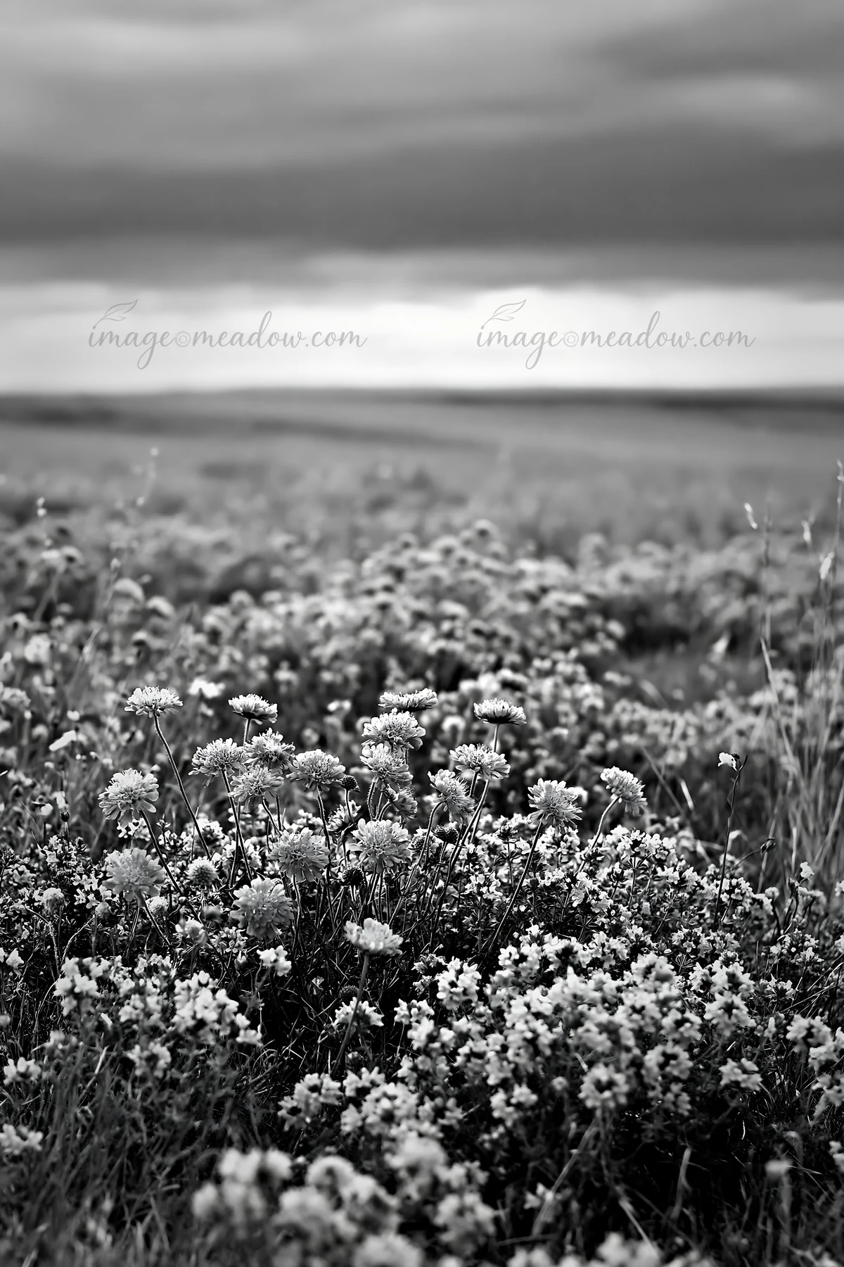 This scene features a cloudy wild thyme meadow filled with various flowers. The soft gray tones create a moody atmosphere over the landscape. The view stretches