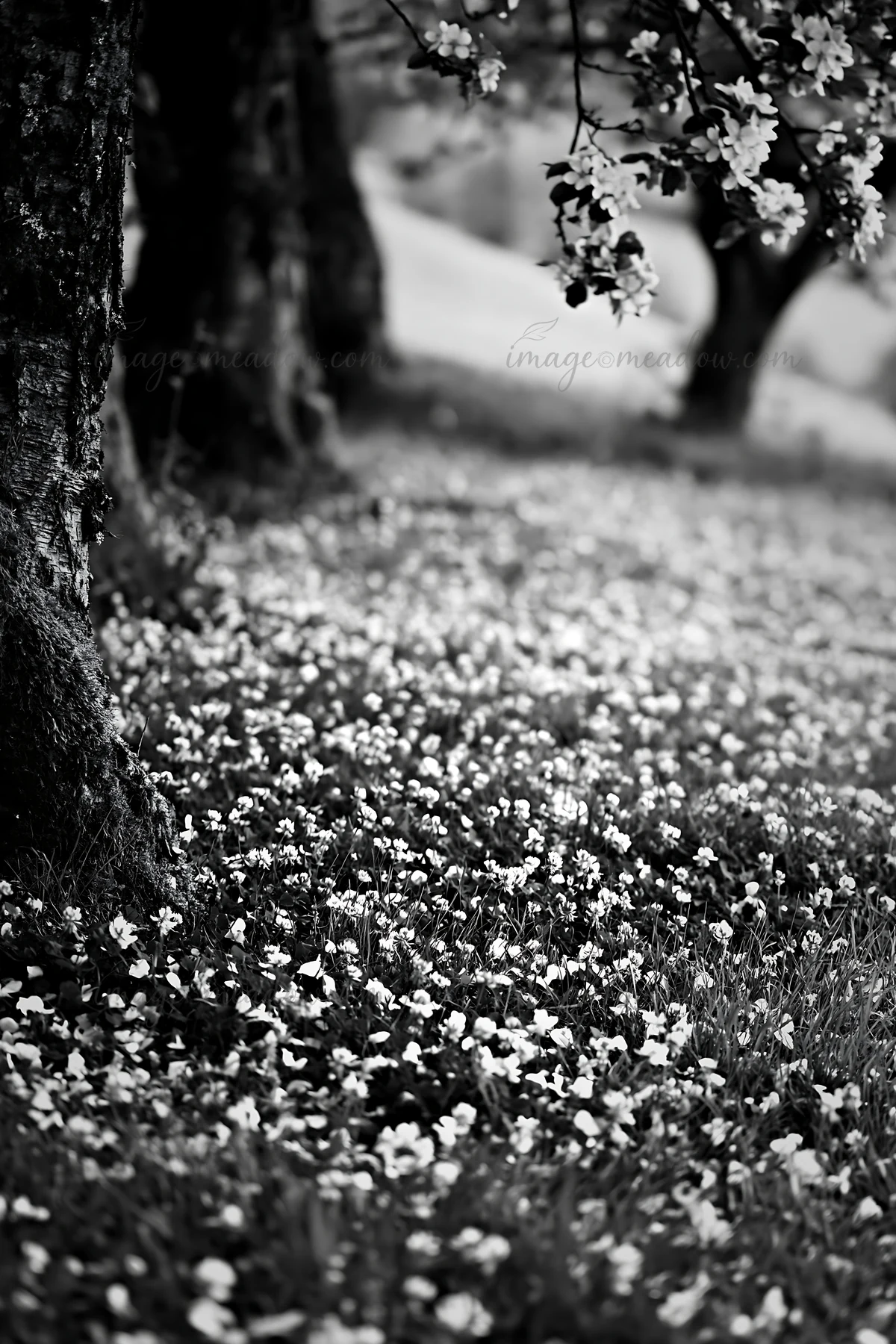 Clover flowers cover the ground beneath apple trees in a meadow. The setting shows a natural landscape in black and white. It highlights the beauty of spring wi