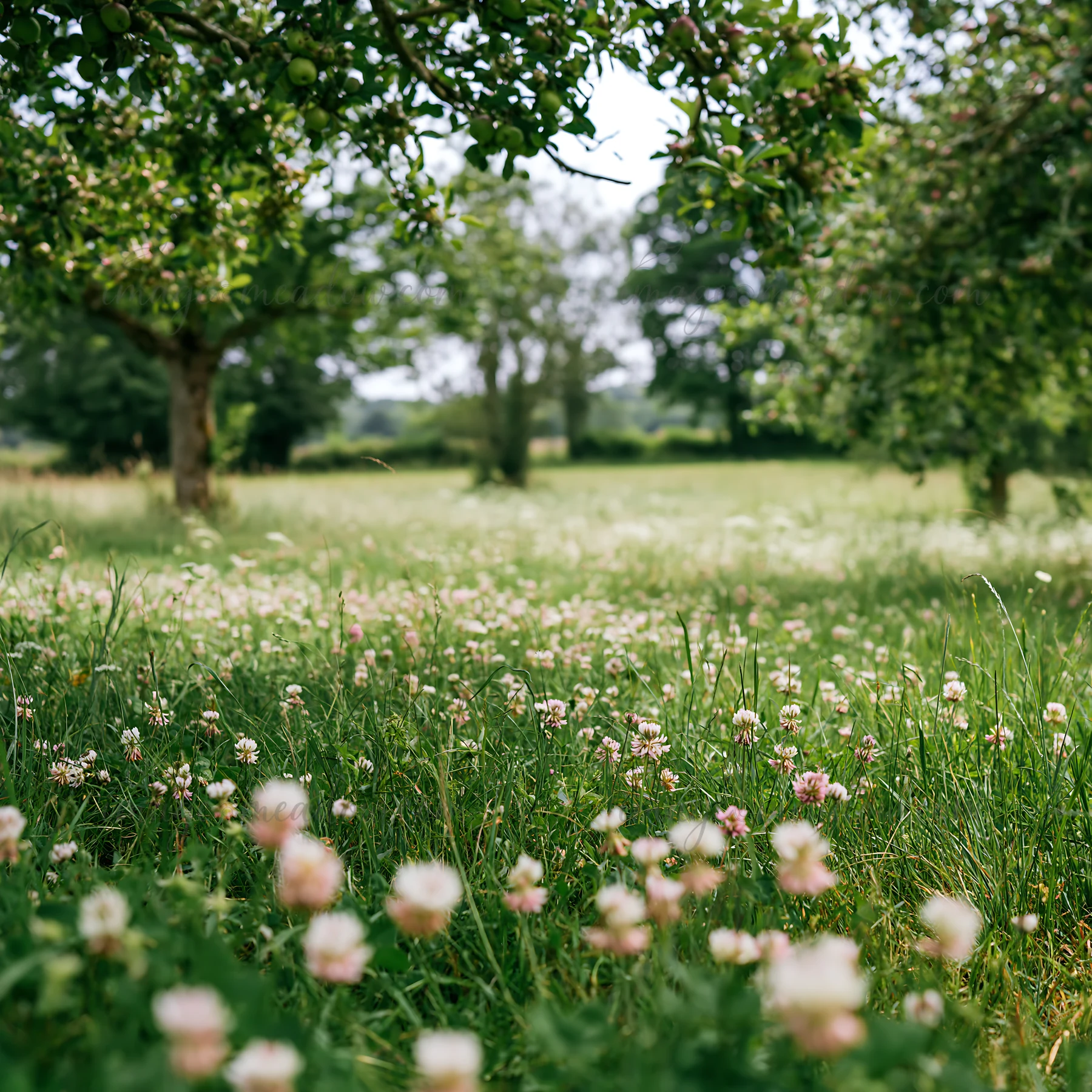 A view of a clover apple meadow featuring trees and patches of flowers. The scene captures green grass under a cloudy sky, showing the natural setting.