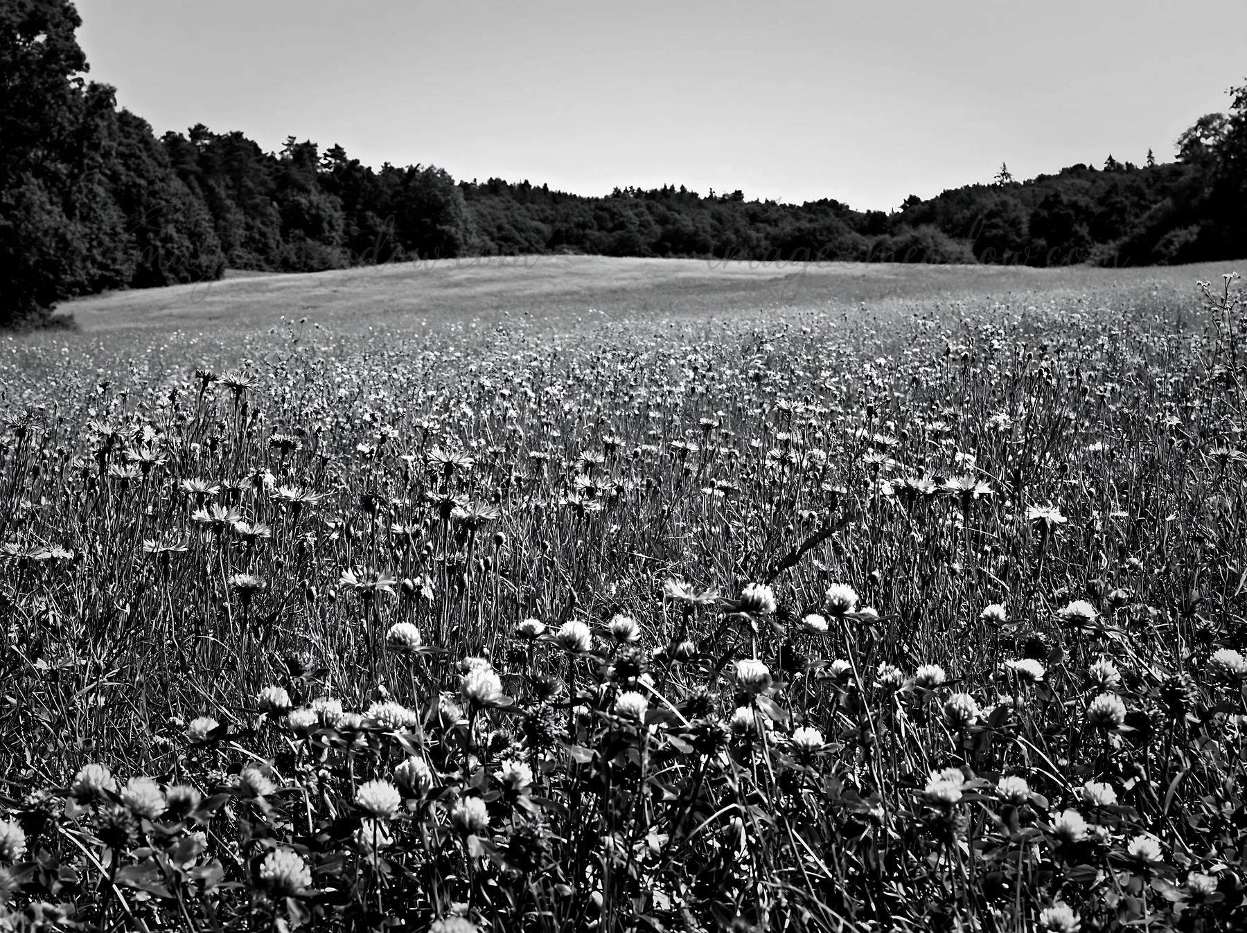 A large meadow filled with clover and cornflower blooms under a clear sky. The background features trees and a gentle slope, capturing the natural landscape in