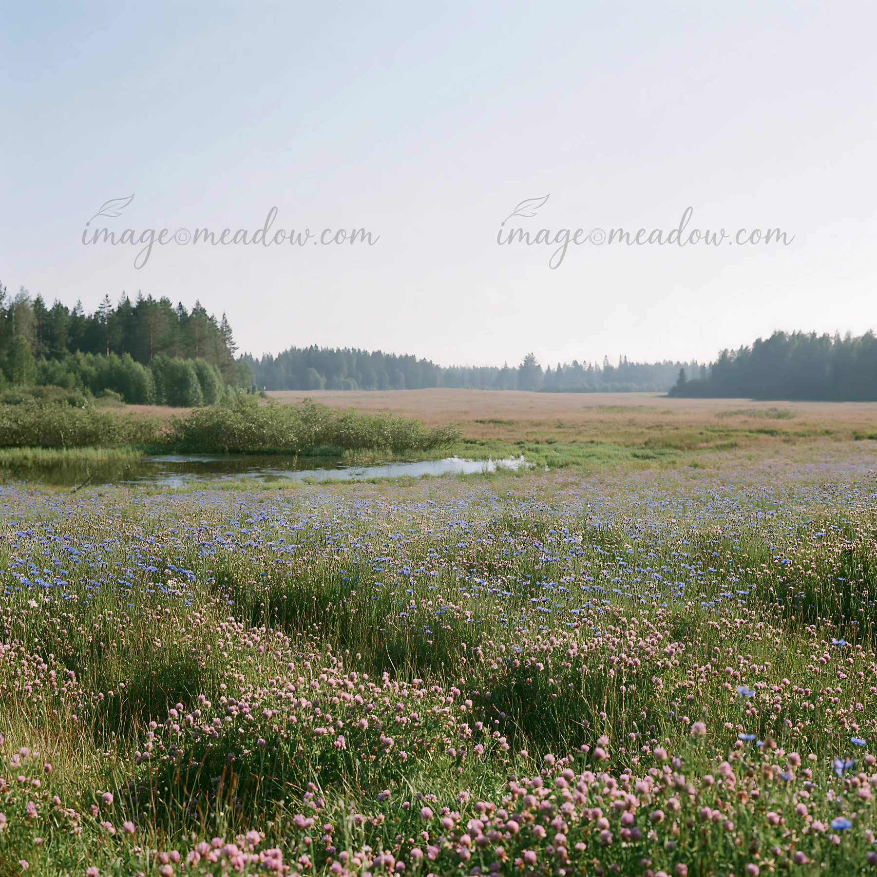 A vast field of clover and cornflowers stretches out under a clear sky. A small river runs through the landscape, surrounded by trees and grass. The scene captu
