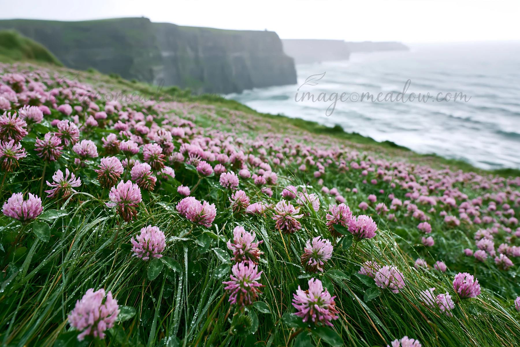 Dew drops glisten on clover flowers in a meadow next to the cliffs. The ocean waves crash against the rocks in the background. This scene captures a natural env