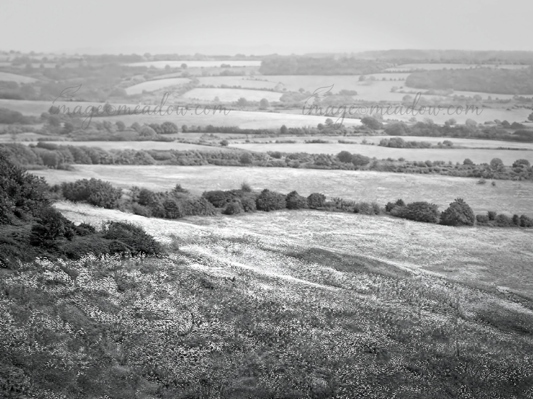 A vast clover speedwell meadow fills the landscape. Green fields extend into the distance, with patches of wildflowers dotting the area under cloudy skies. Pres