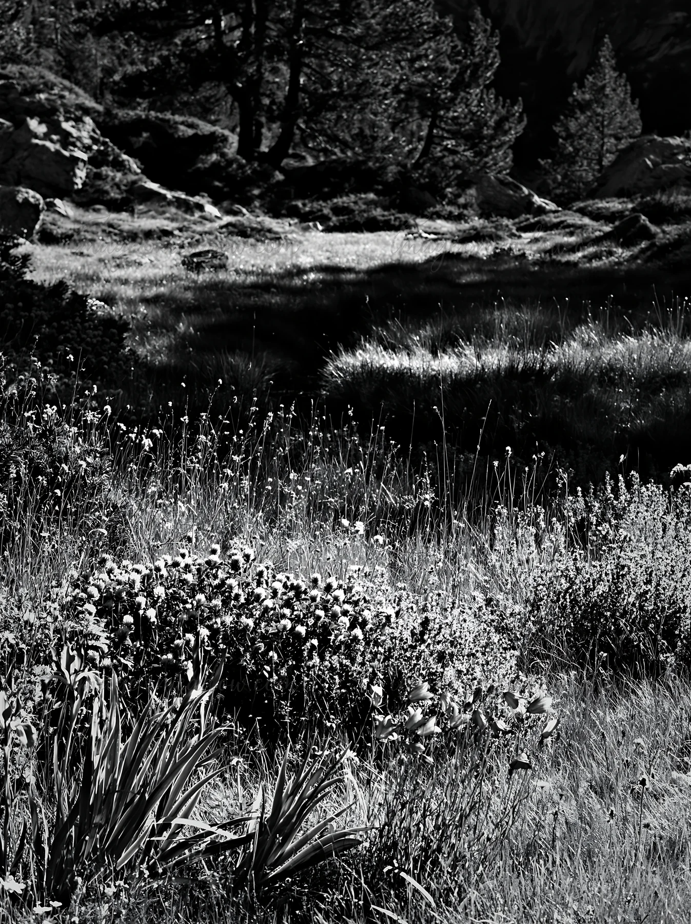 A clover speedwell meadow showcases wildflowers and grasses. The area is surrounded by trees and rocks, capturing the natural landscape in black and white at mi