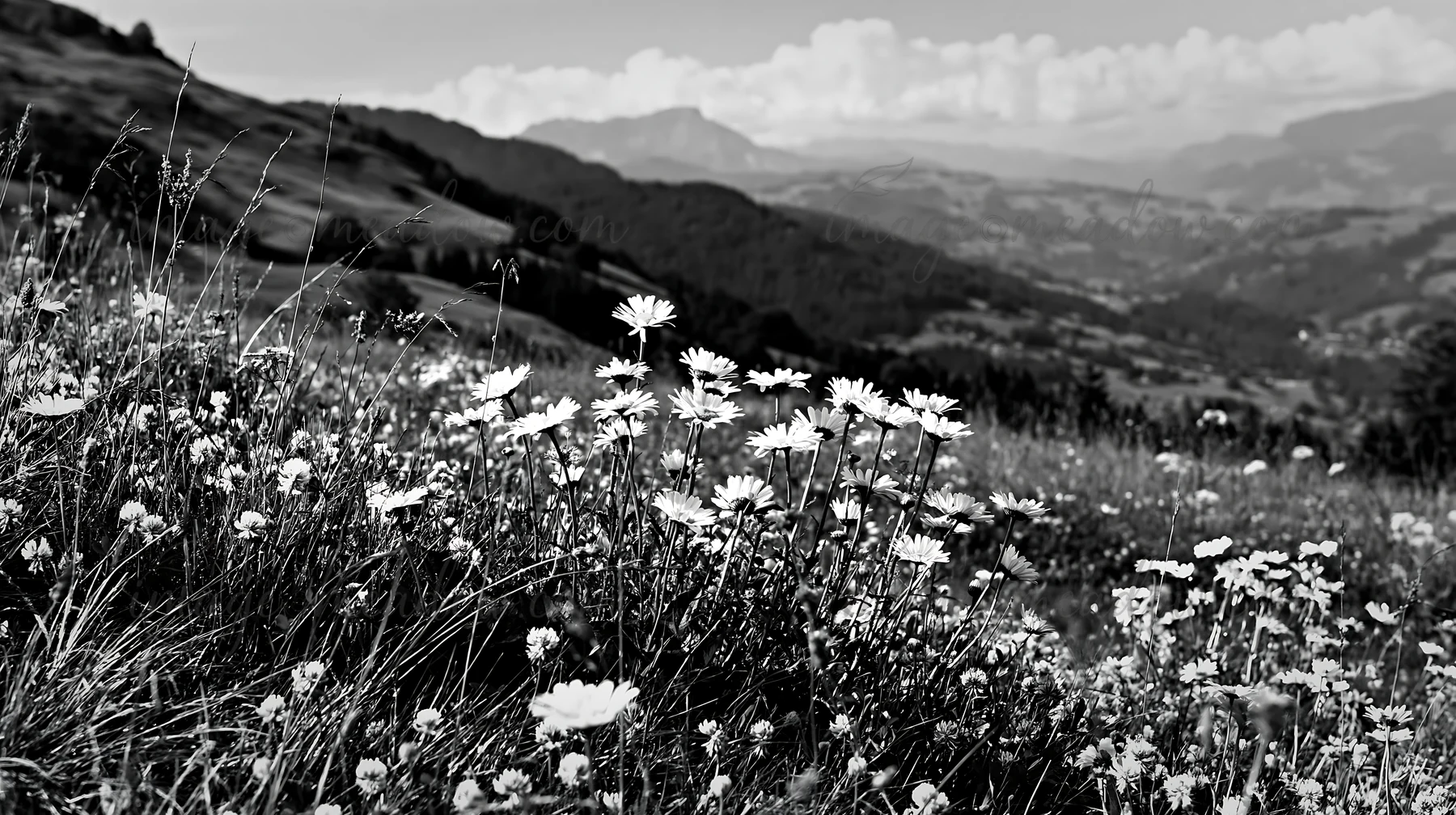 Clover speedwell flowers grow in a meadow surrounded by mountains. The scene captures a black and white view of the landscape on a clear day, highlighting the n