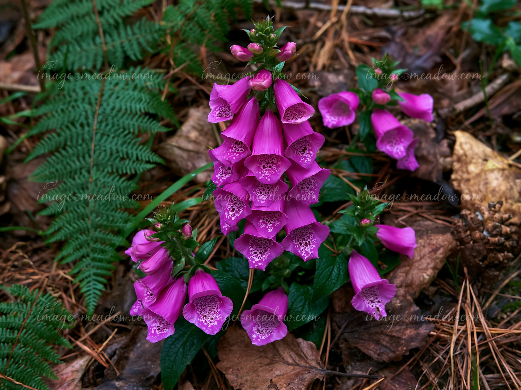 Clusters of vibrant foxglove flowers bloom in a woodland clearing, surrounded by fallen leaves and ferns.