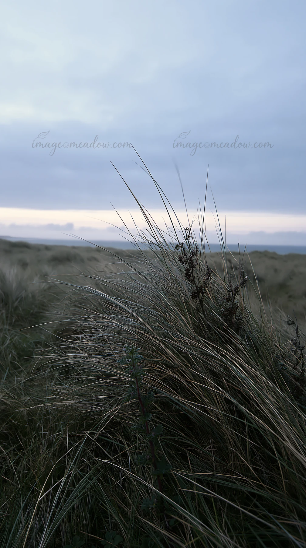 Tall grass sways in the coastal meadow under a cloudy sky. The view captures a natural landscape with gentle hills and a hint of light on the horizon, suggestin