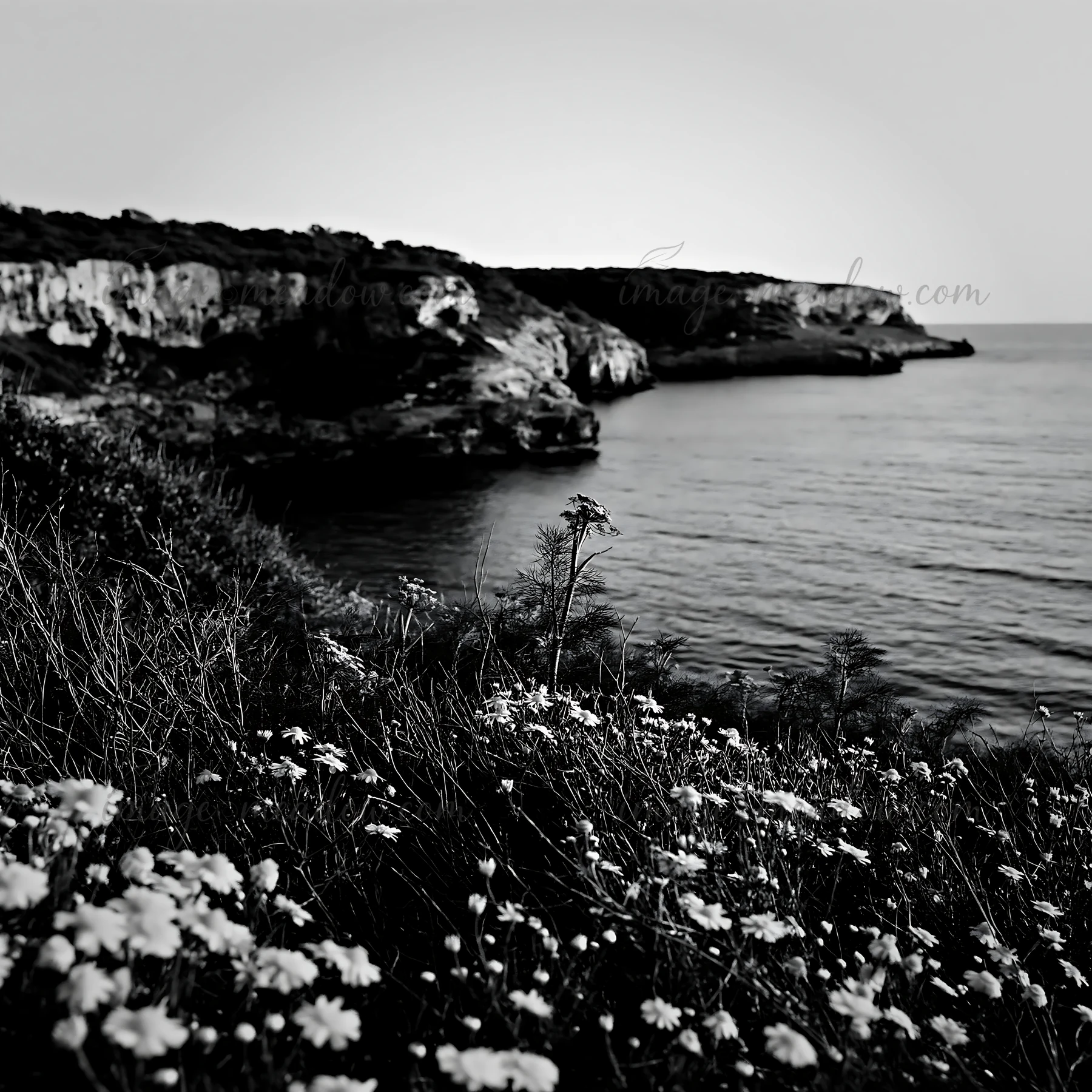 A coastal scene shows green cliffs with bright yellow flowers in the foreground. The ocean sparkles under a clear sky as the sun sets in the background, creatin