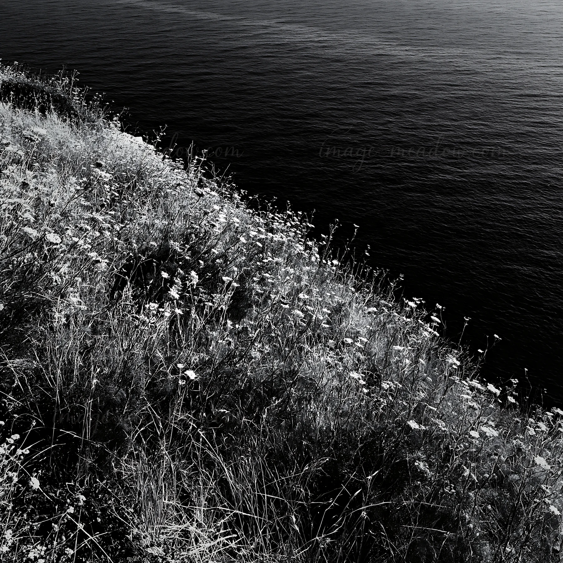 Flowers and grass grow on the edge of high cliffs by the sea. The water below reflects sunlight. This scene shows a natural landscape with a focus on the coasta