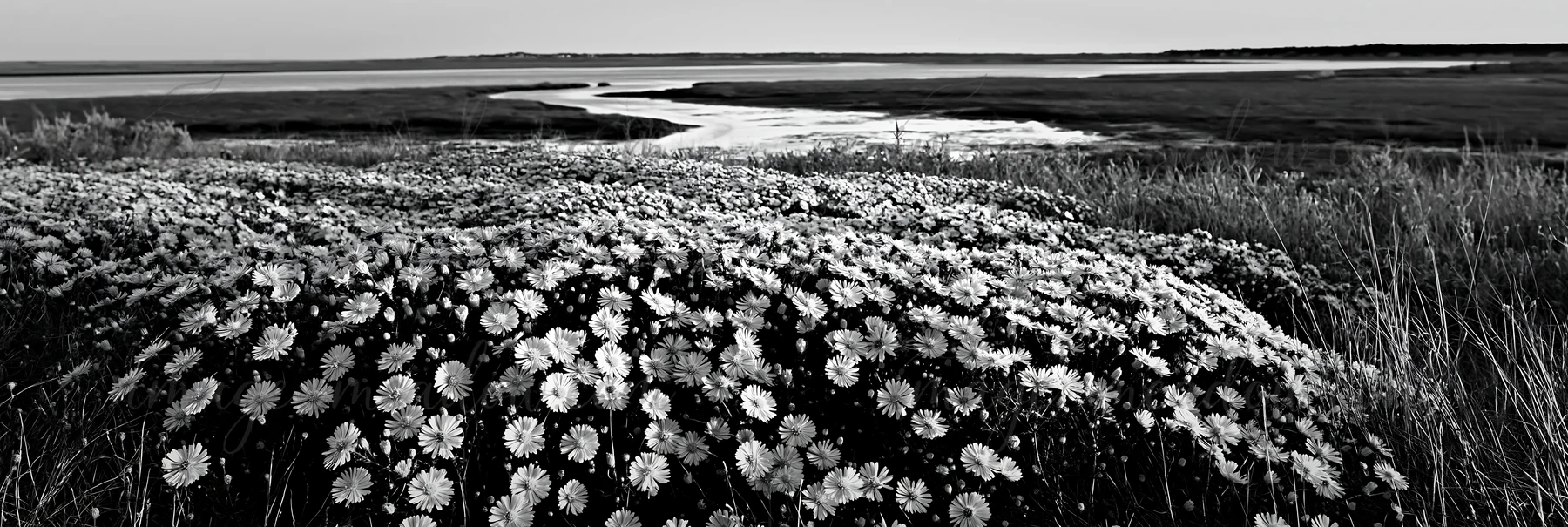 A field of aster flowers stretches across the land near the shoreline. The scene captures the flowers during the sunset hour, with water visible in the backgrou