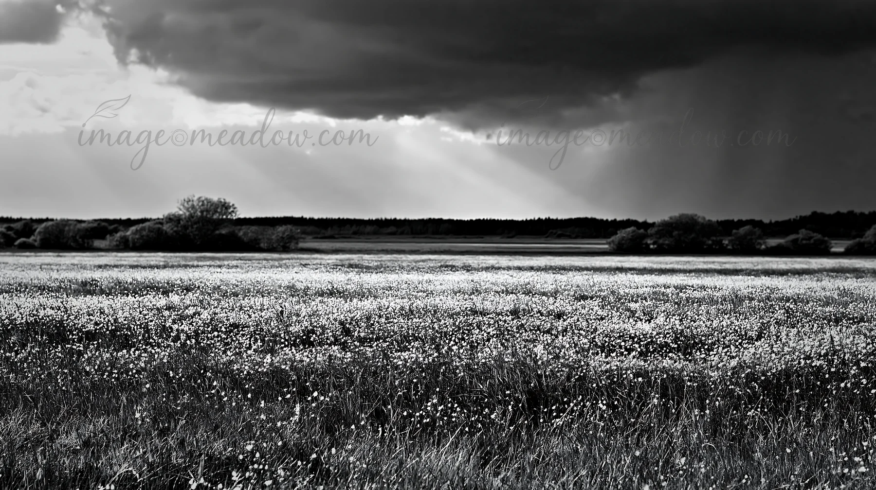 A meadow filled with buttercups stretches across the landscape under a dark, cloudy sky. Sunlight breaks through the clouds, creating contrasting shadows on the