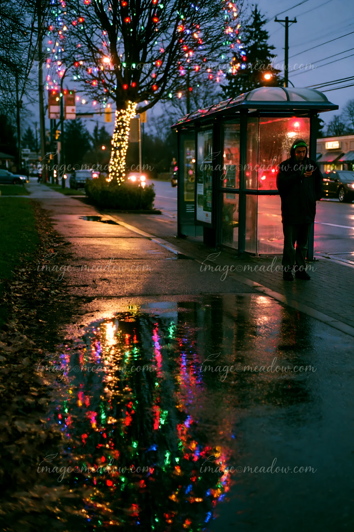 Colorful Christmas lights reflect in wet pavement beside a bus shelter and decorated tree at dusk.