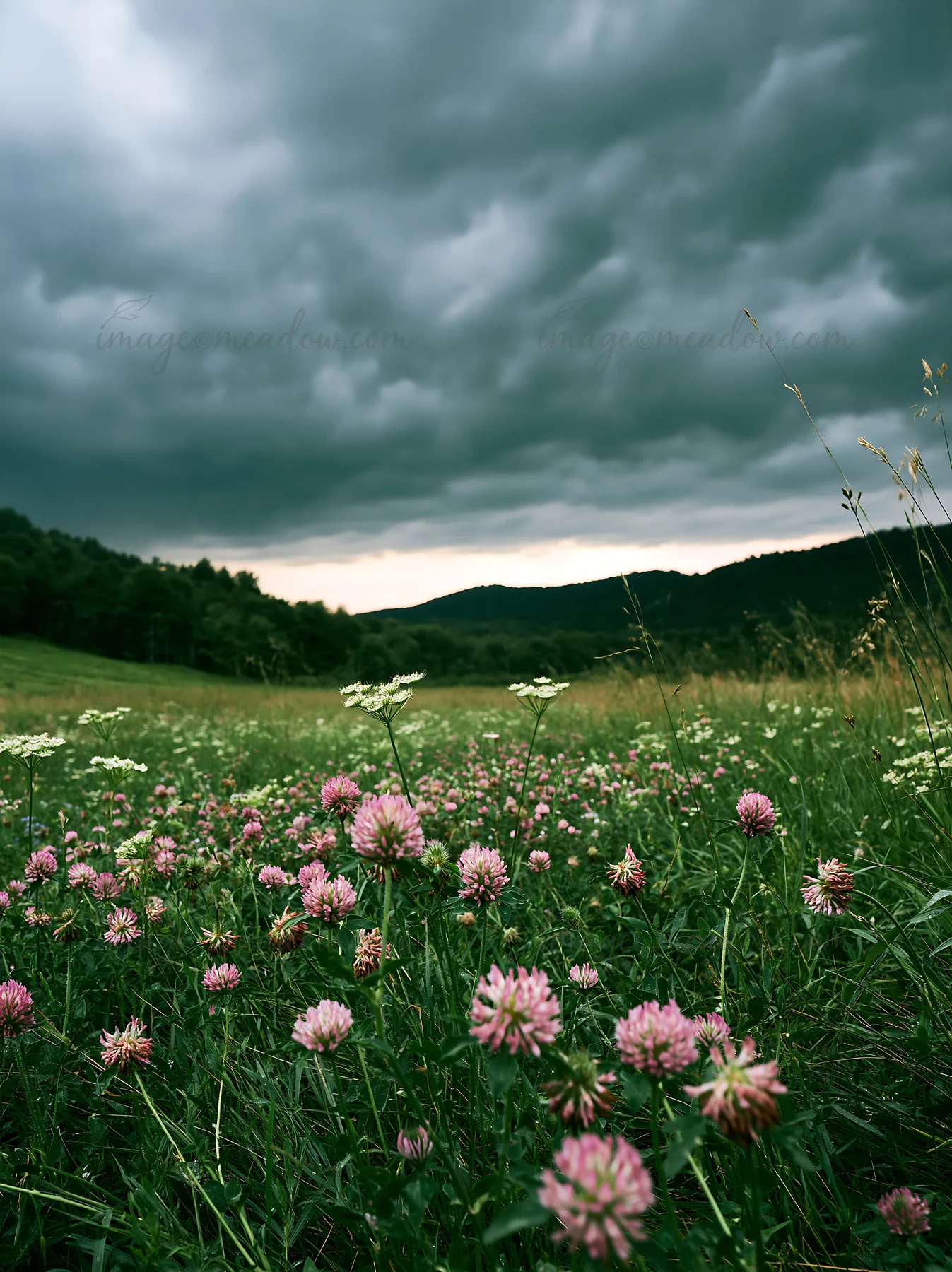 Various types of clover fill the meadow with pink flowers alongside green grass. Dark clouds loom above, hinting at possible rain. The scene is set in a wide op