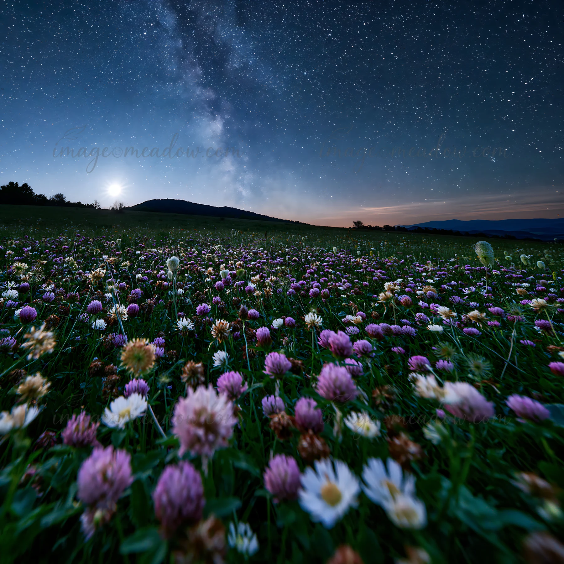 A meadow filled with clovers and wildflowers is visible at night. The sky is clear, revealing stars and the moon over distant hills. The scene captures nature i