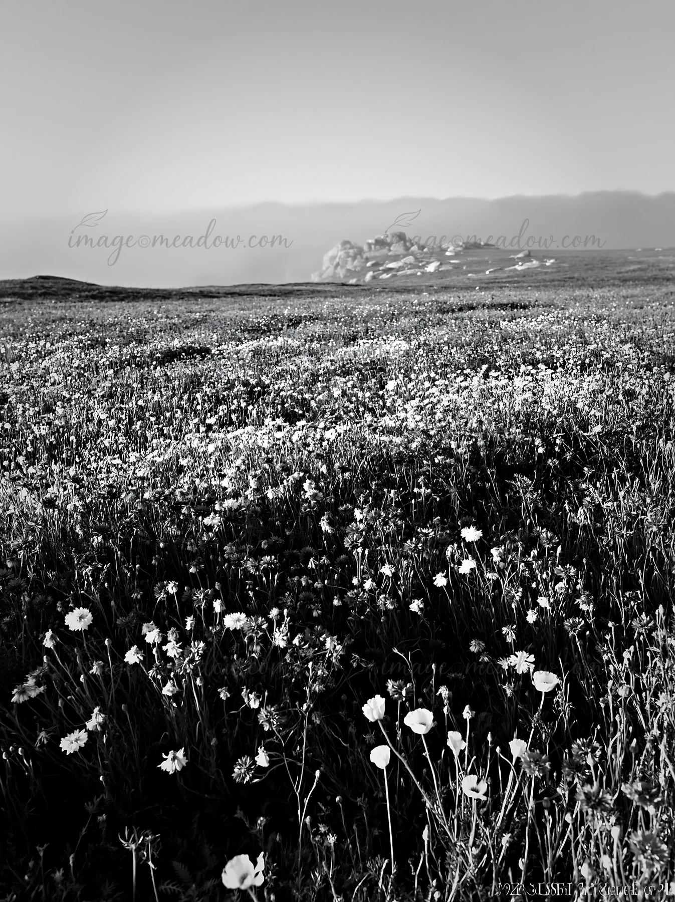 A colorful cornflower meadow displays blue and yellow flowers in a vast field under clear skies. The scene captures the beauty of wildflowers in a natural setti