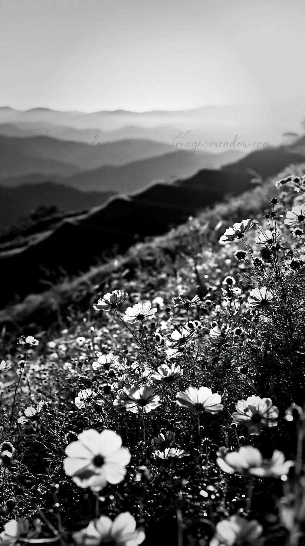 A colorful cosmos meadow blooms along a hillside with distant mountains in the background. Sunlight creates a warm glow, highlighting the flowers and landscape.